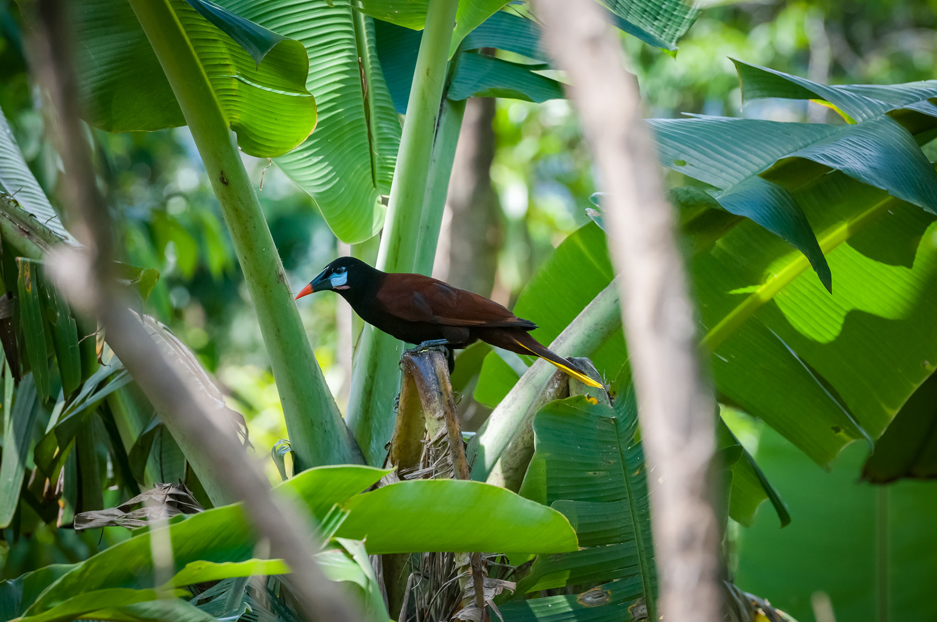 Casitas Tenorio B&B and Farm, Bijagua