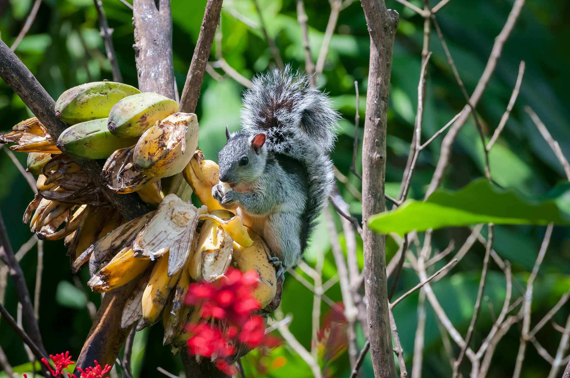Variegated Squirrel, Casitas Tenorio B&B and Farm, Bijagua