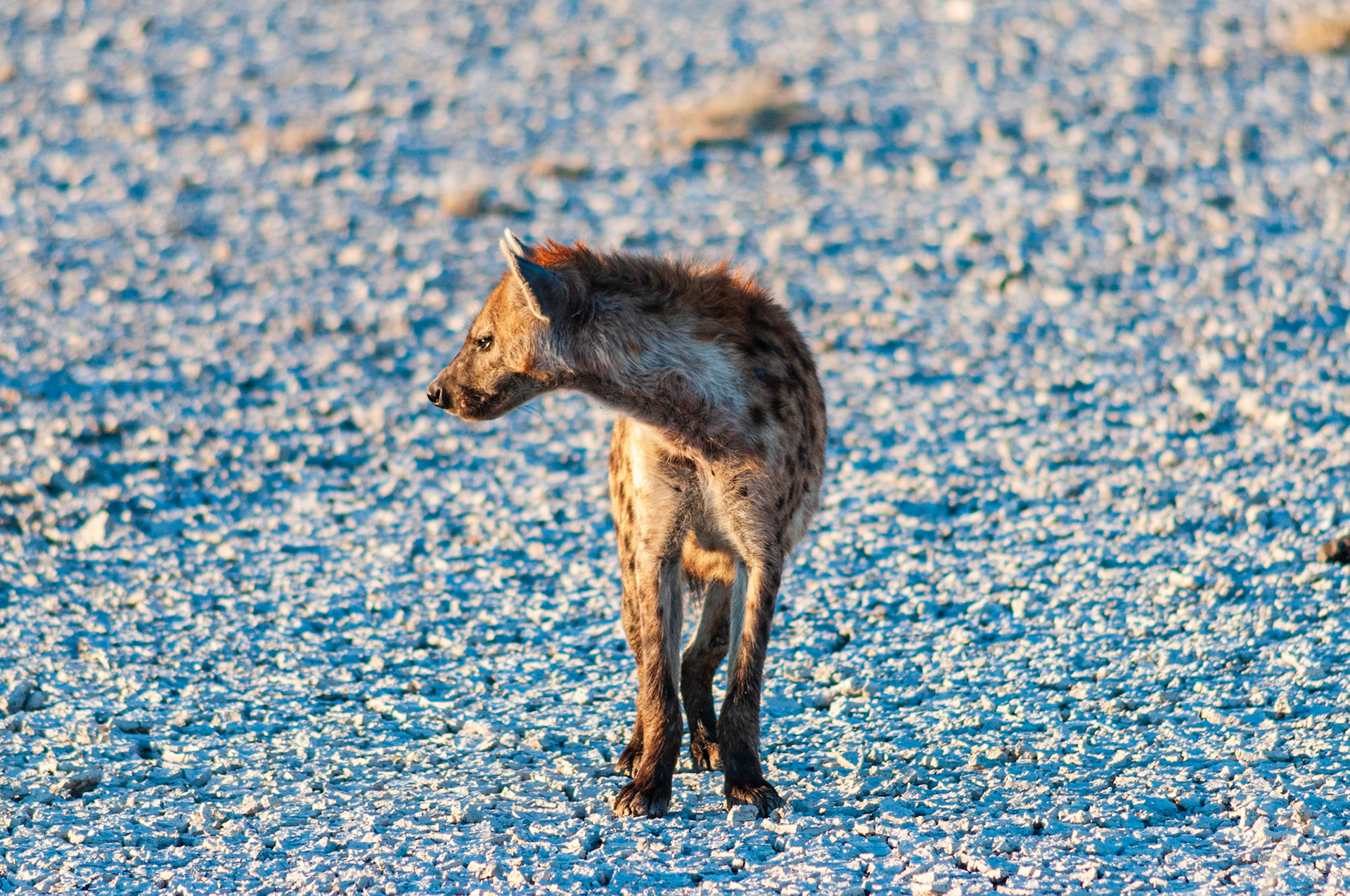 Etosha National Park