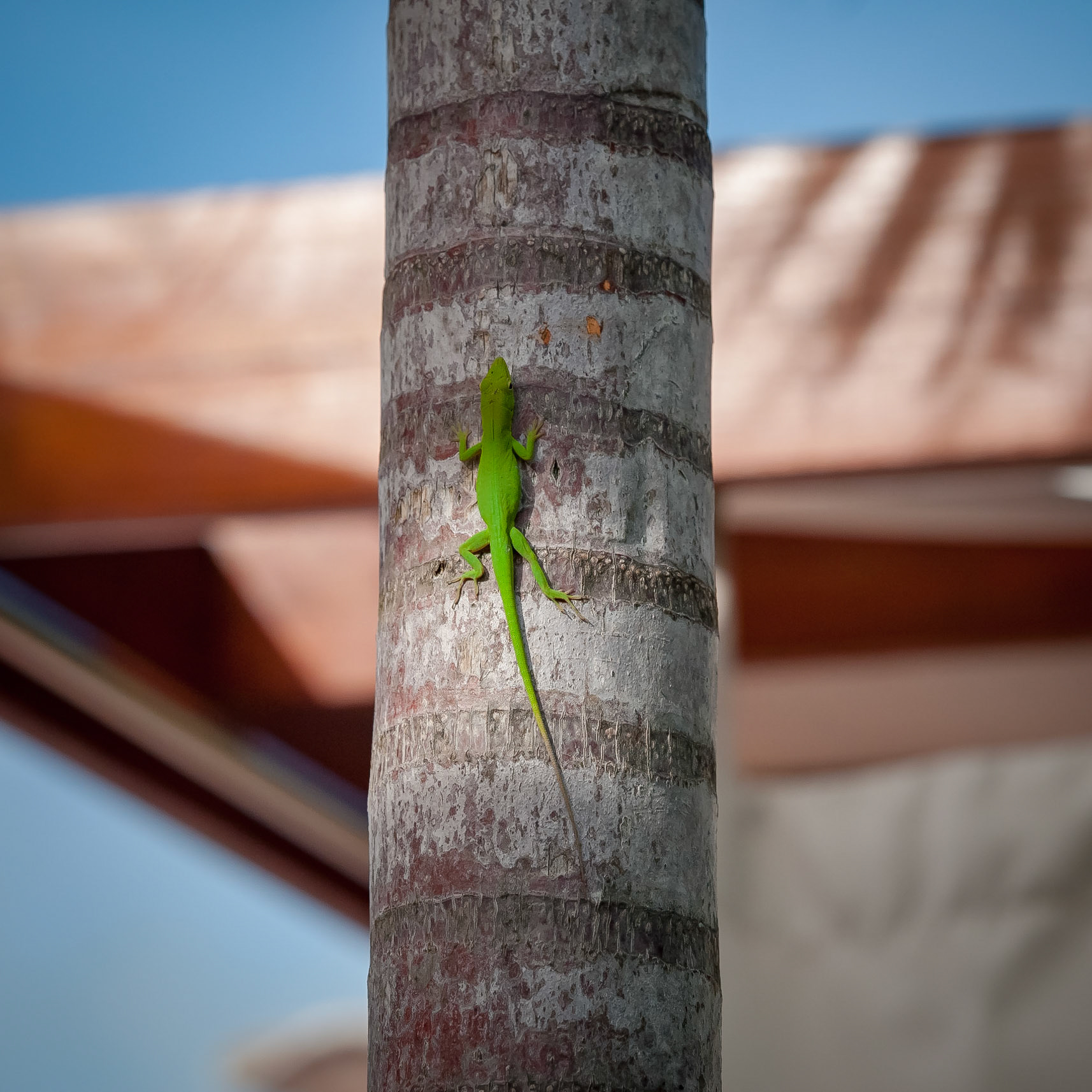 Club Med Punta Cana, République Dominicaine