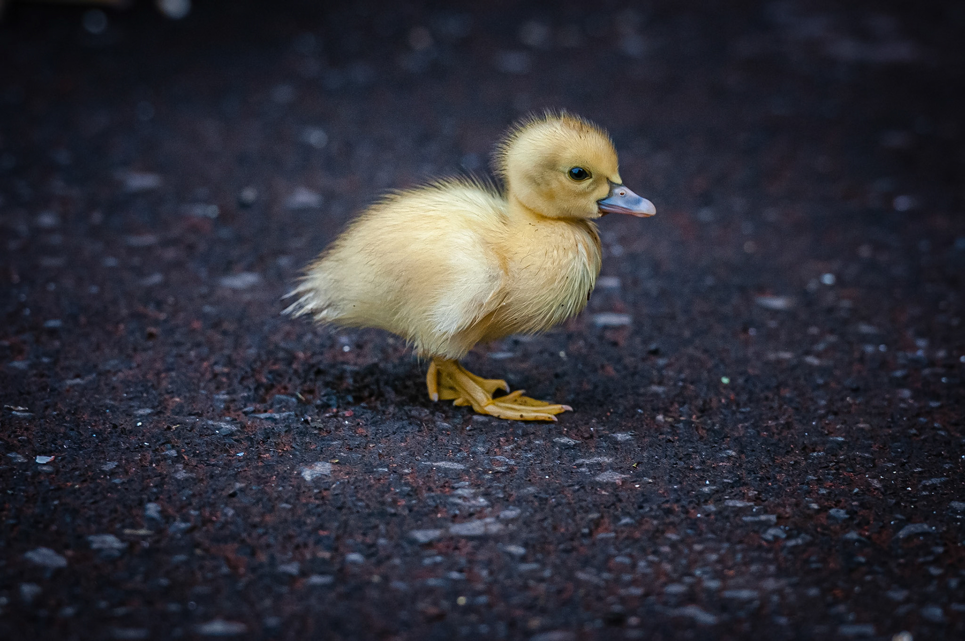 Parque Florestal das Sete Fonte, São Jorge