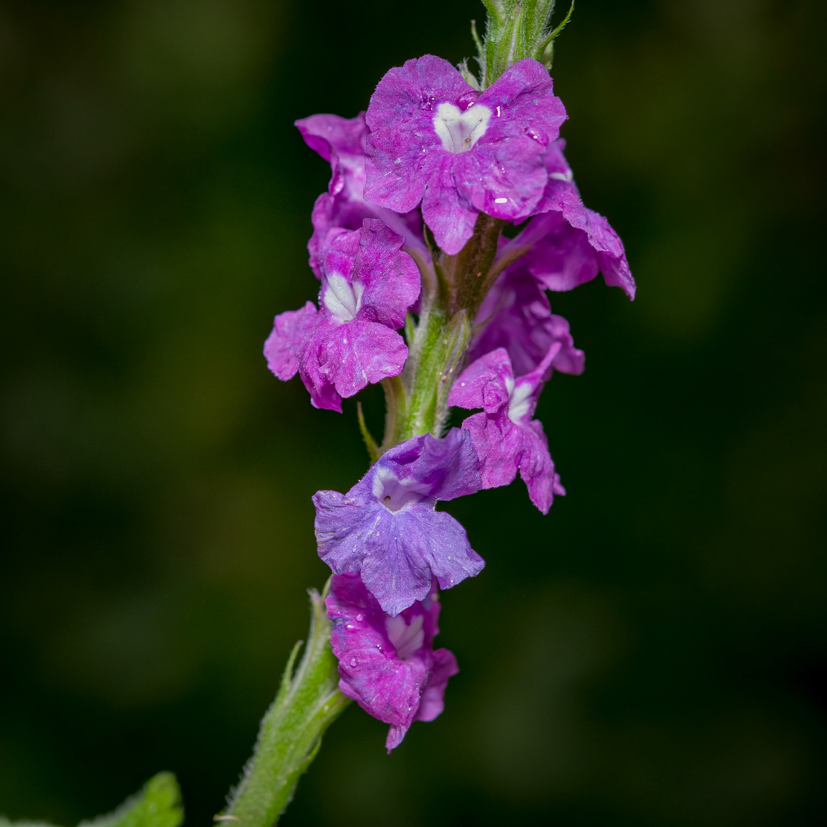 Butterfly Conservatory, El Castillo