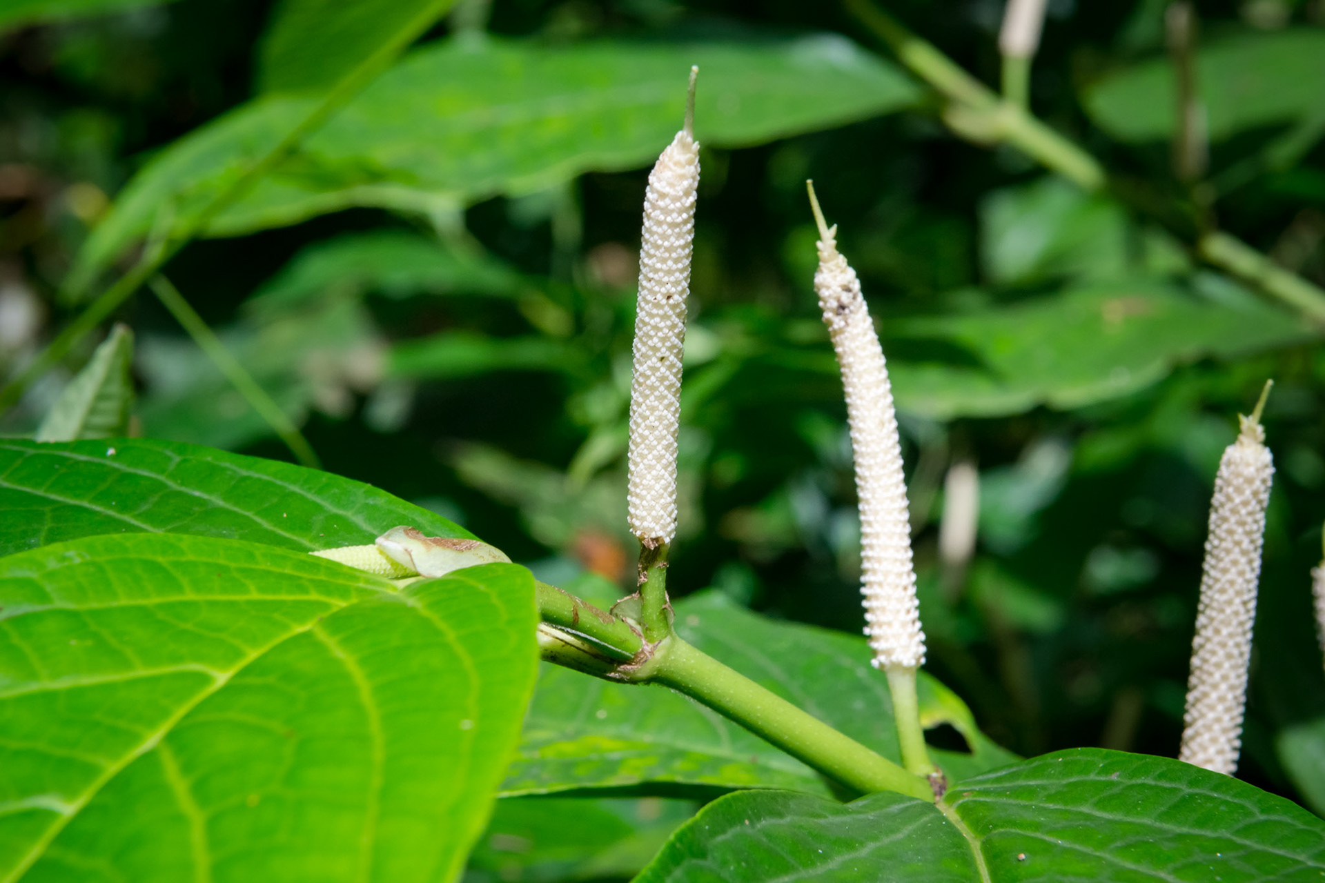 Parque National Volcan Arenal