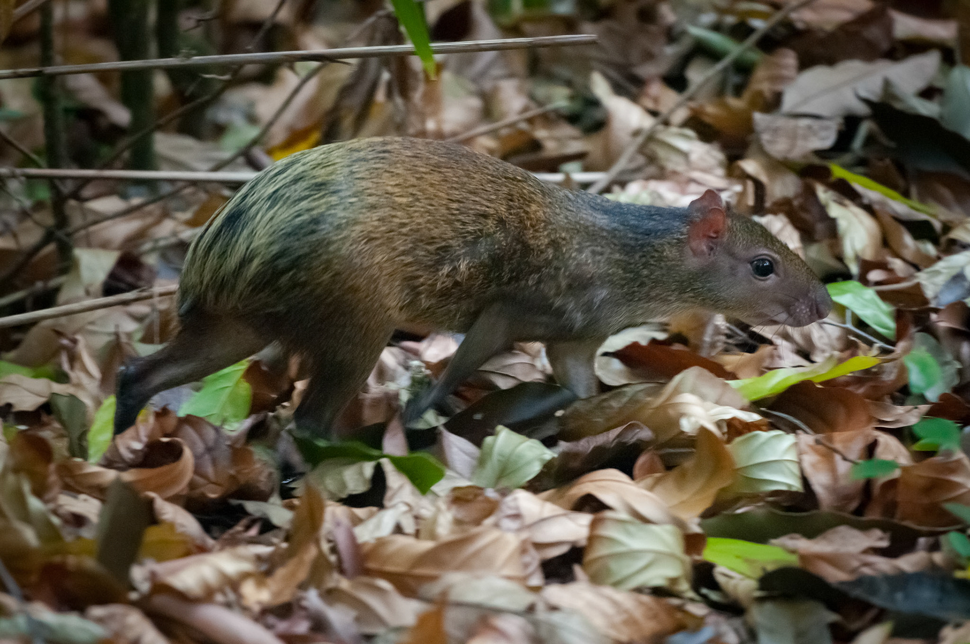 Parque Nacional Manuel Antonio