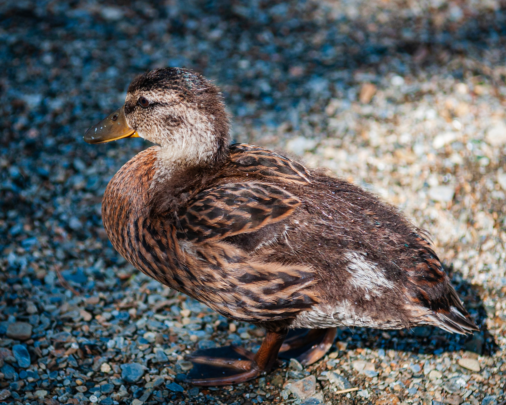 Glendalough, County Wicklow