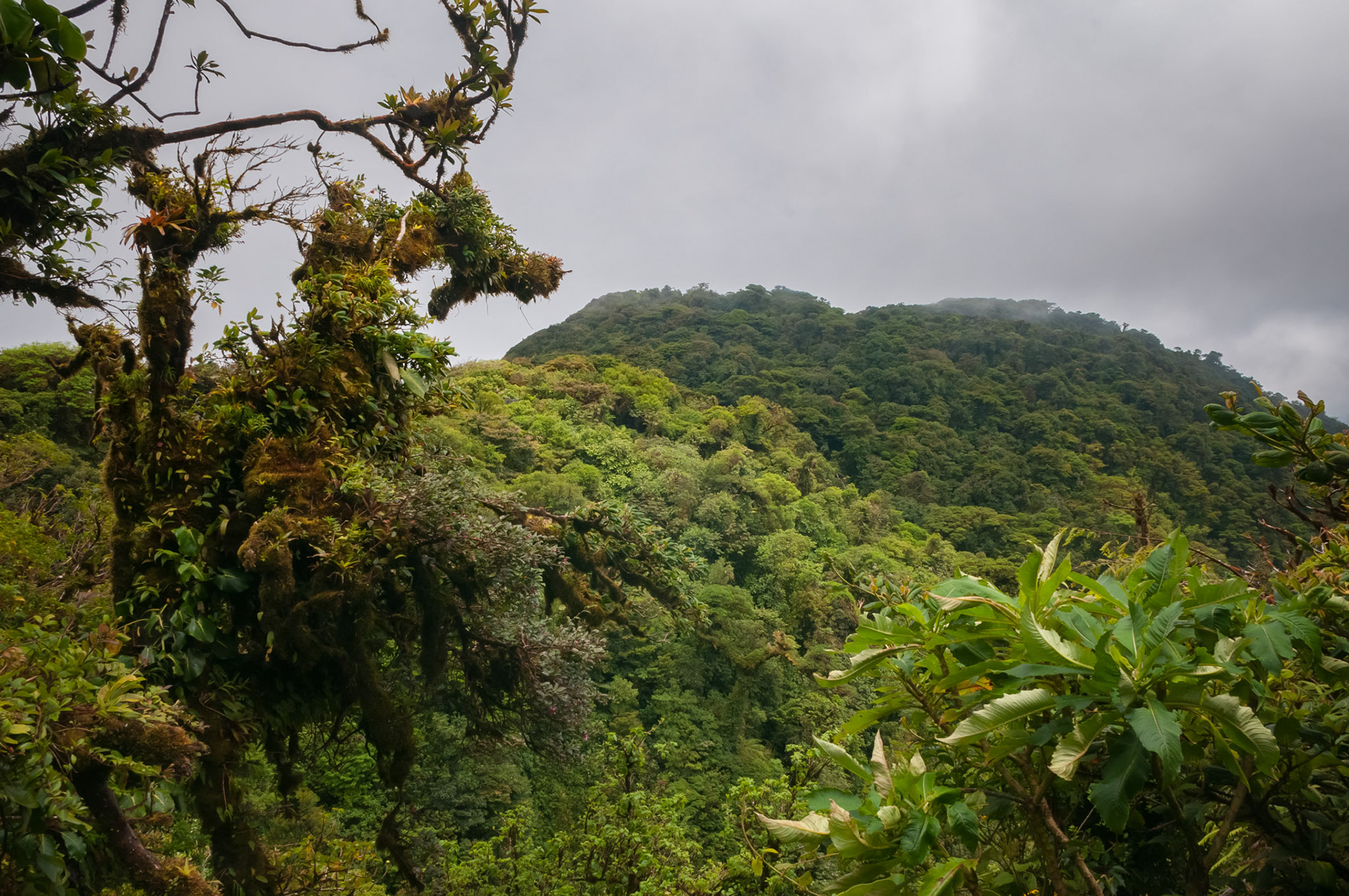 Reserva Biologica Bosque Nuboso Monteverde