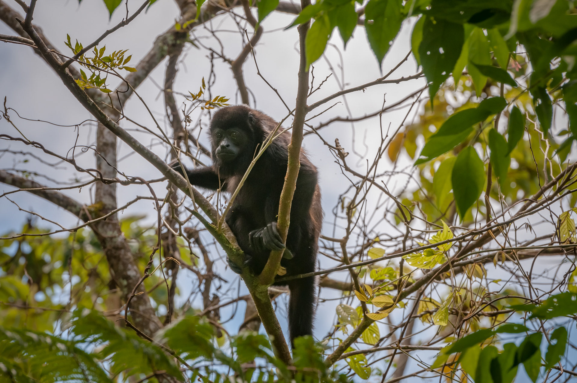 Mantled Howler Monkey, Casitas Tenorio B&B and Farm, Bijagua