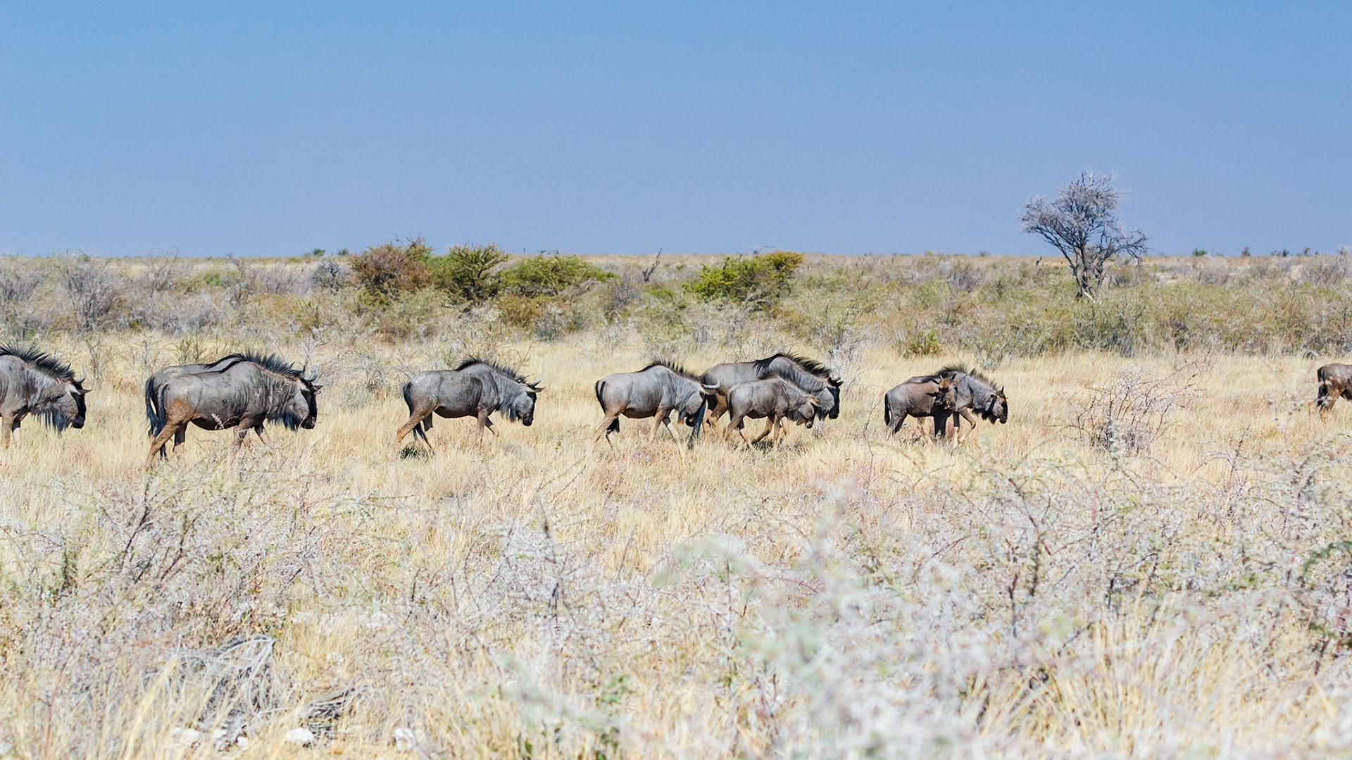 Etosha National Park