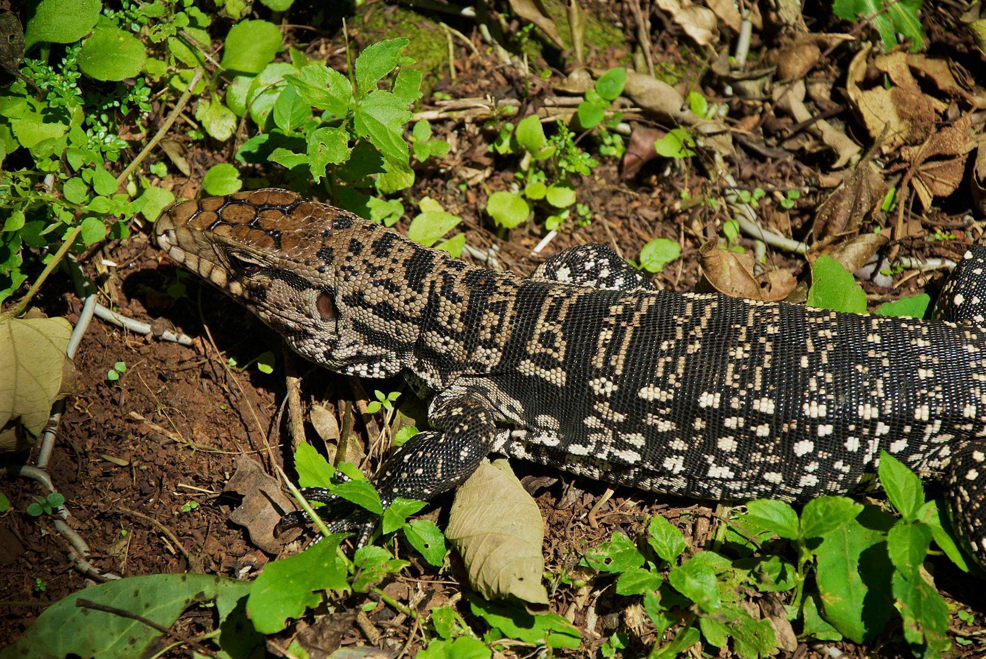 Parque Nacional do Iguaçu, Brésil