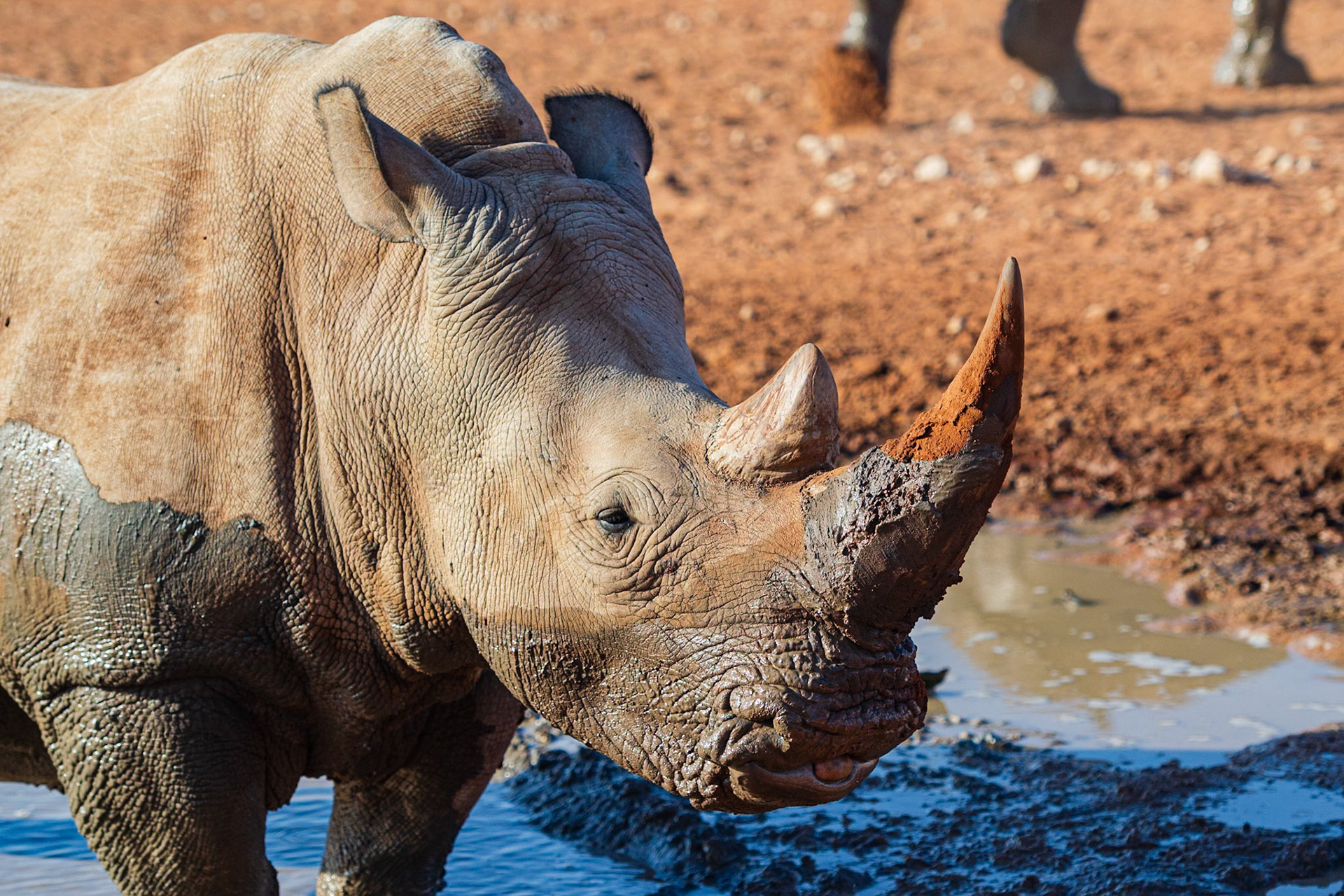 Bagatelle Kalahari Game Ranch, Mariental