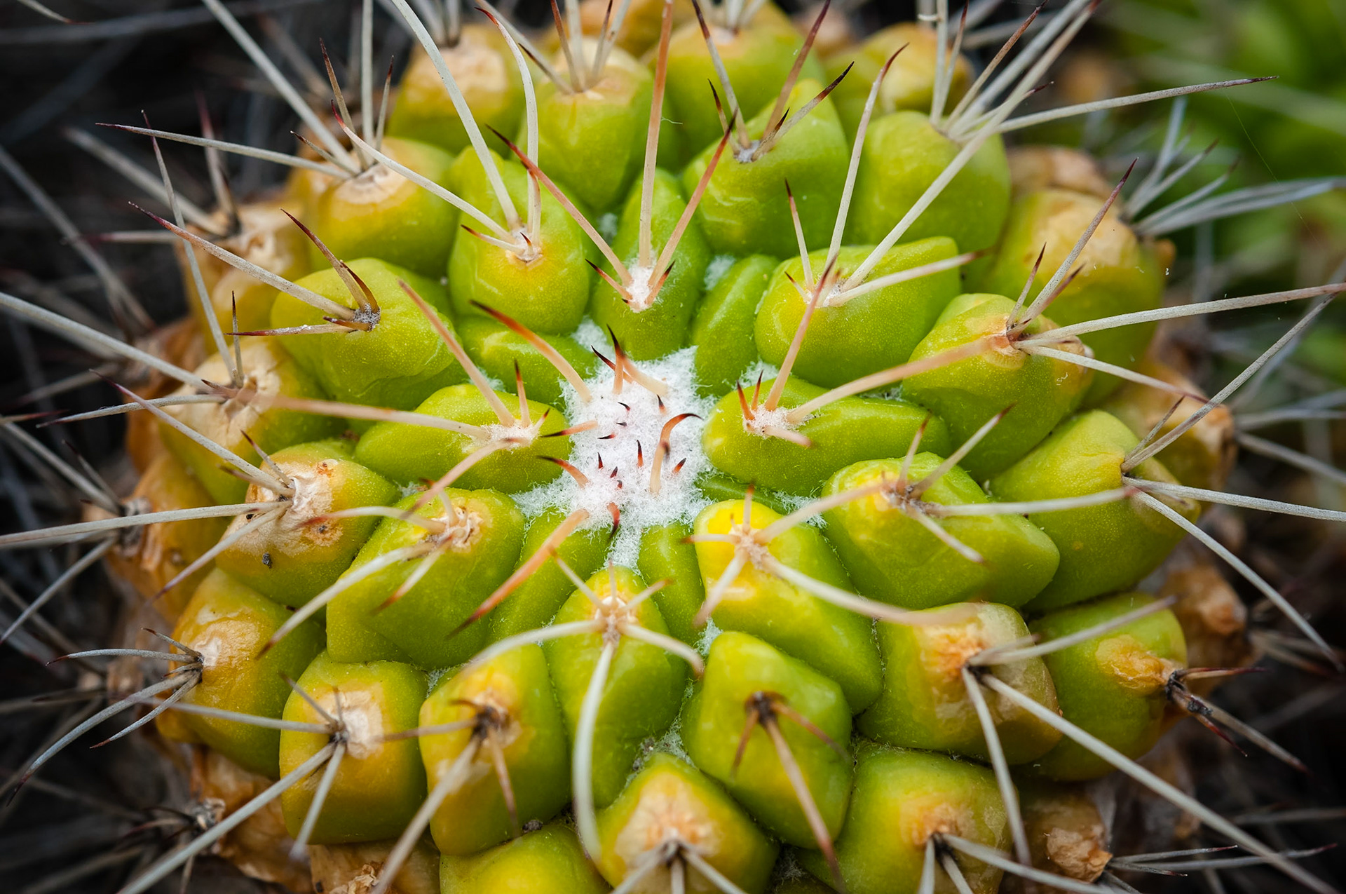 Jardin Botanico, Gran Canaria