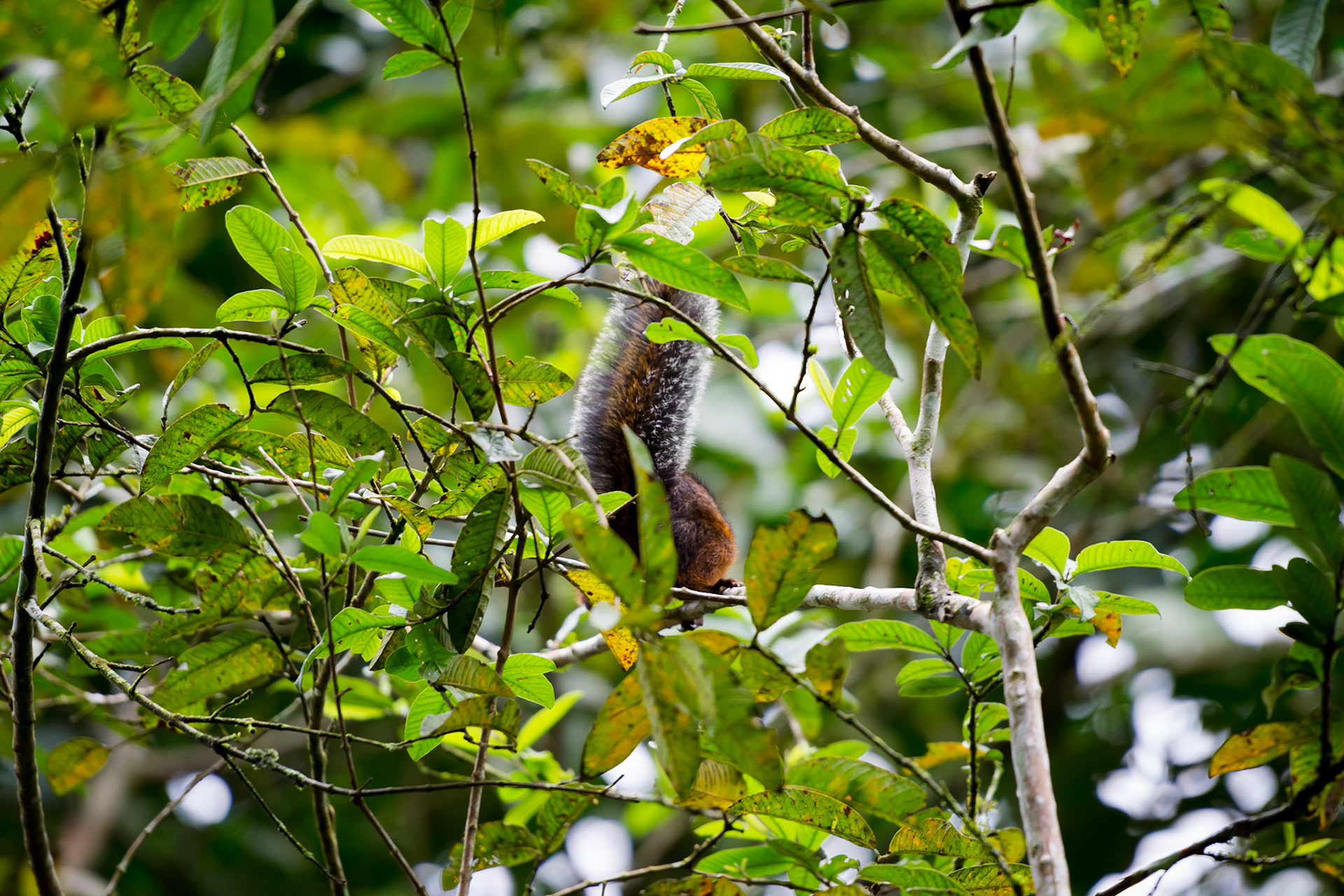 Butterfly Conservatory, El Castillo