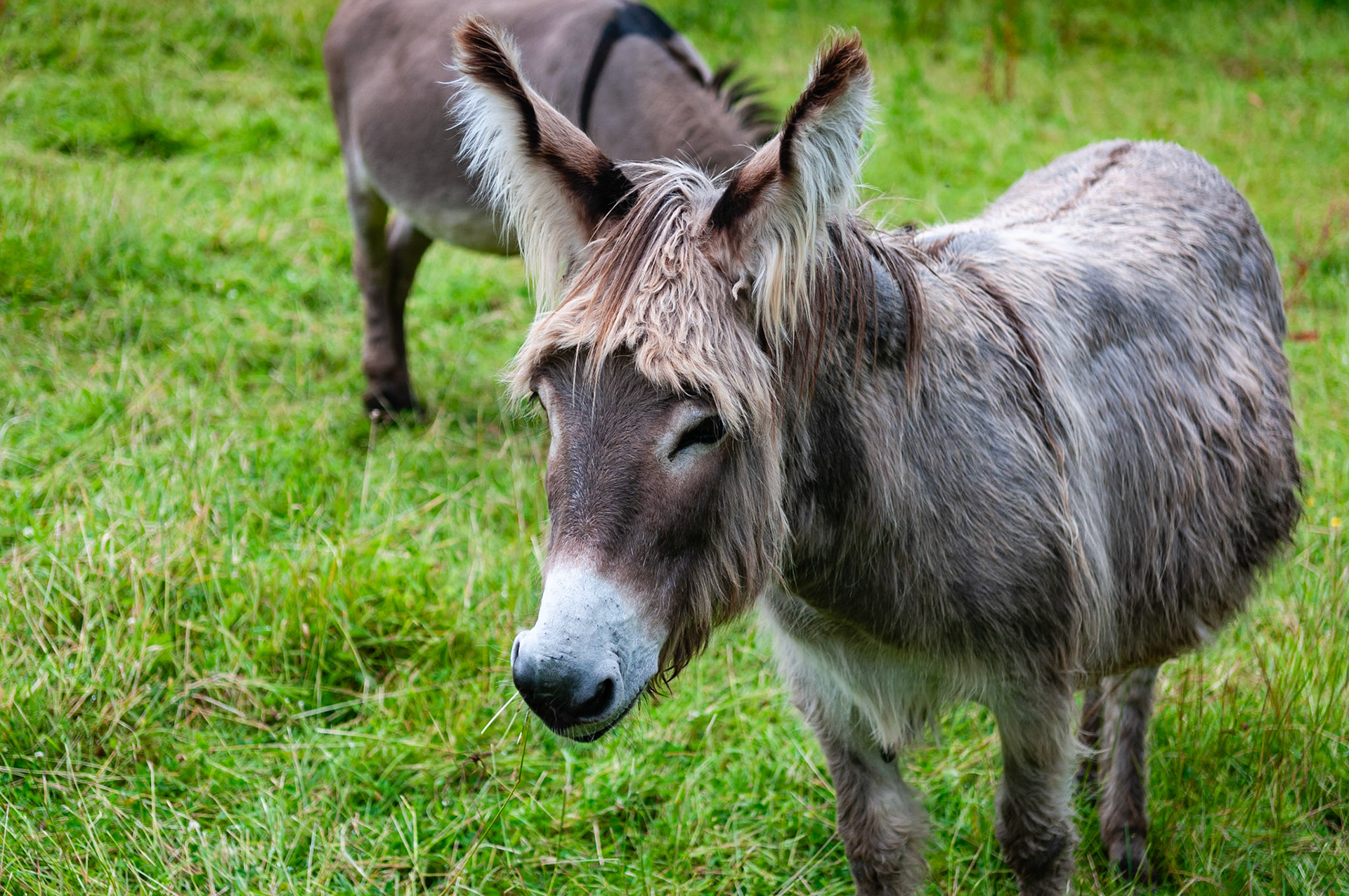 Bunratty Castle, County Clare