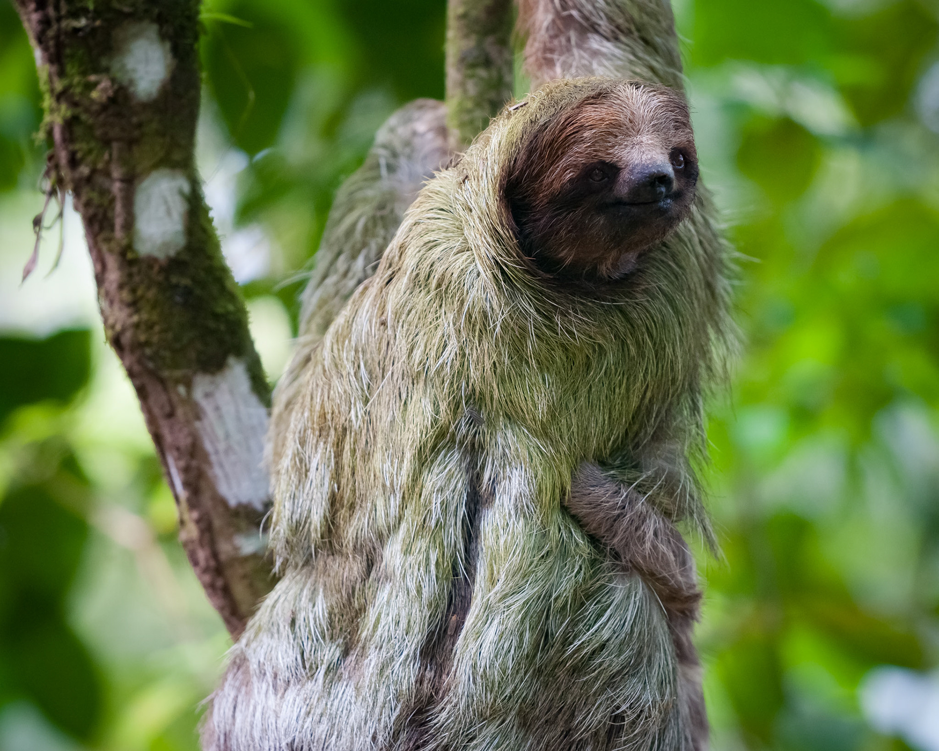Brown-throated three-toed sloth, Finca Verde Lodge, Bijagua