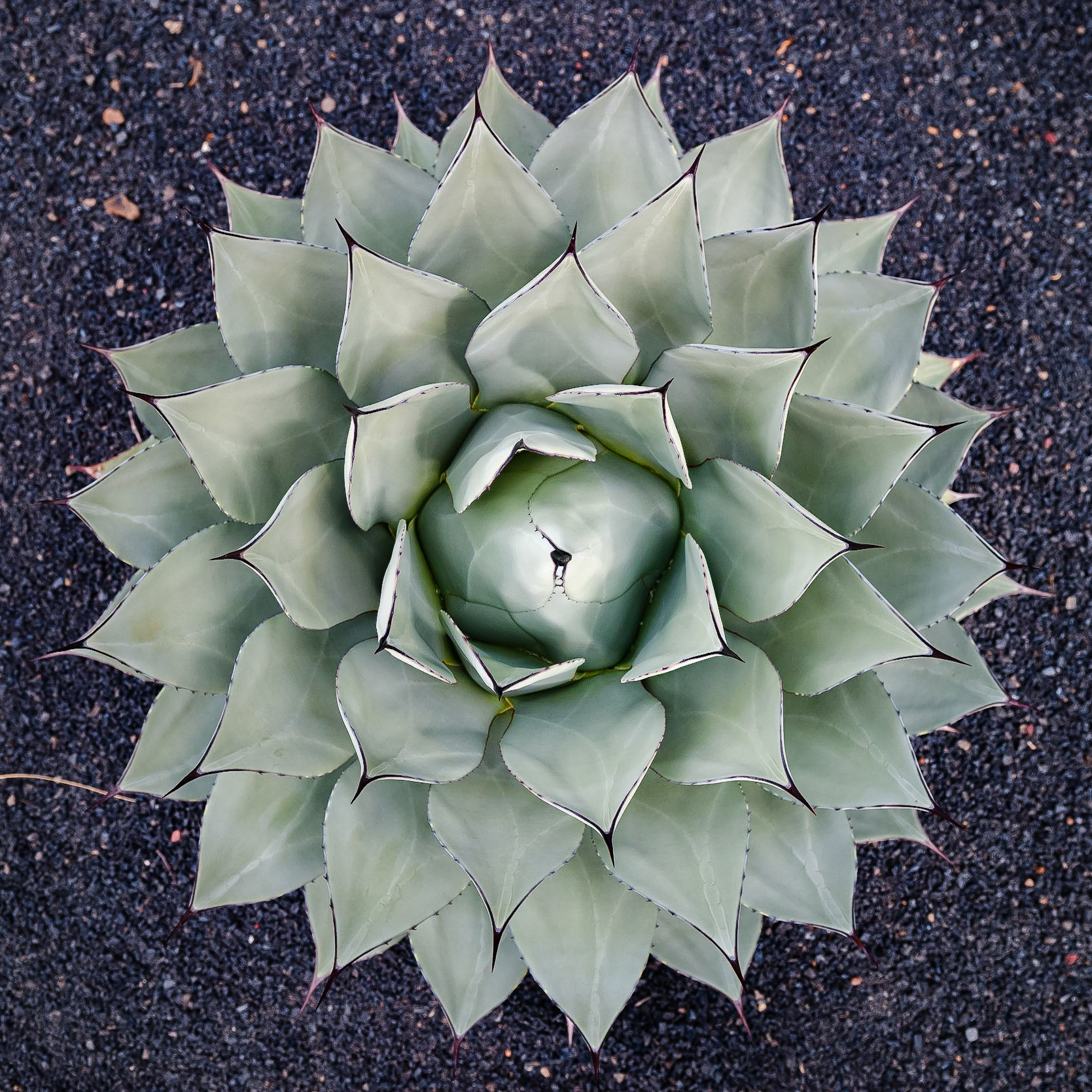Jardin de Cactus, Lanzarote