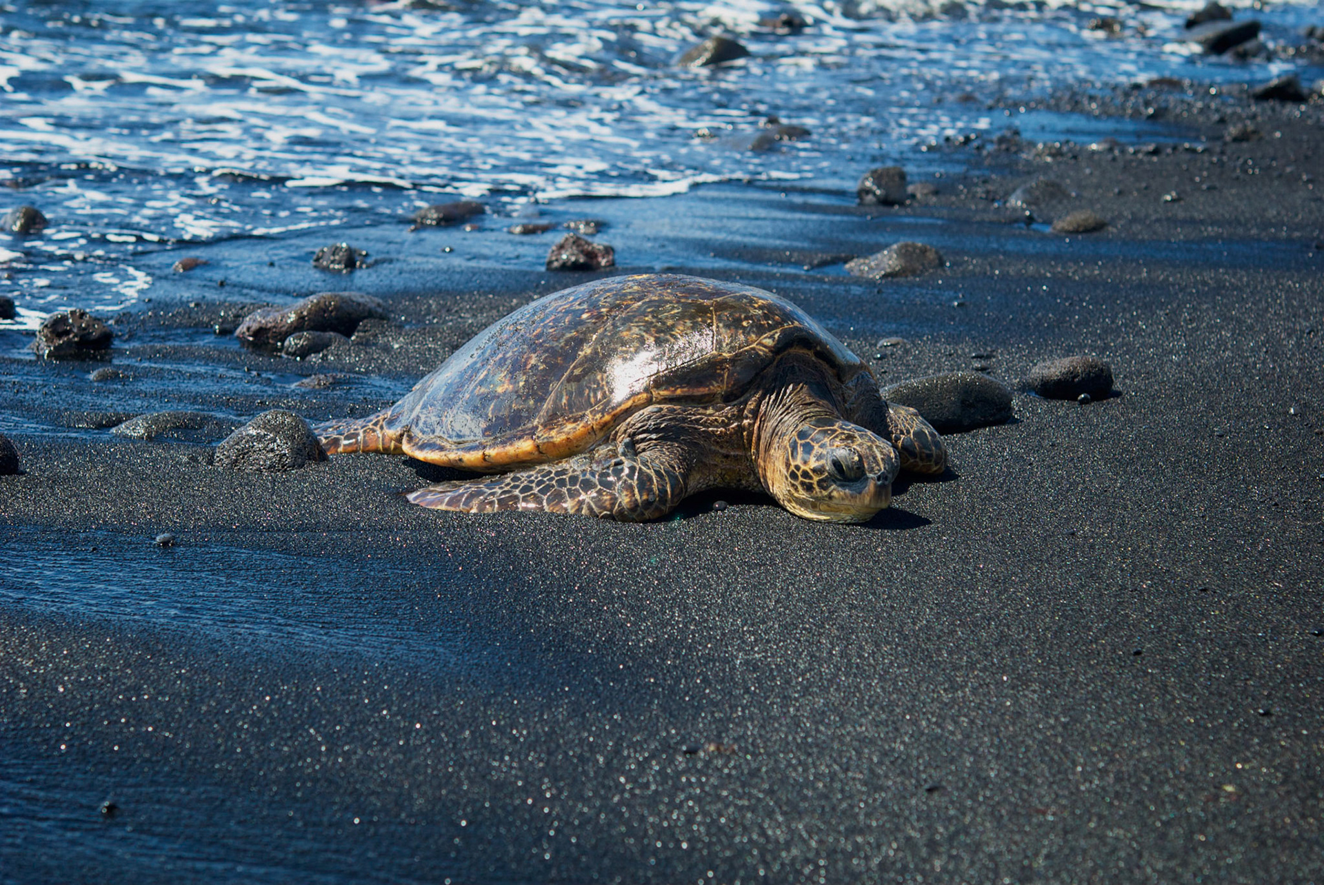Punaluu Black Sand Beach, Big Island
