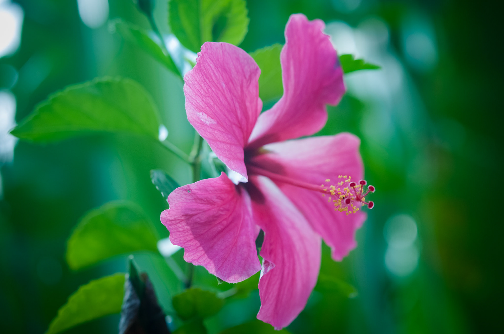 La Cacatua Lodge , Uvita