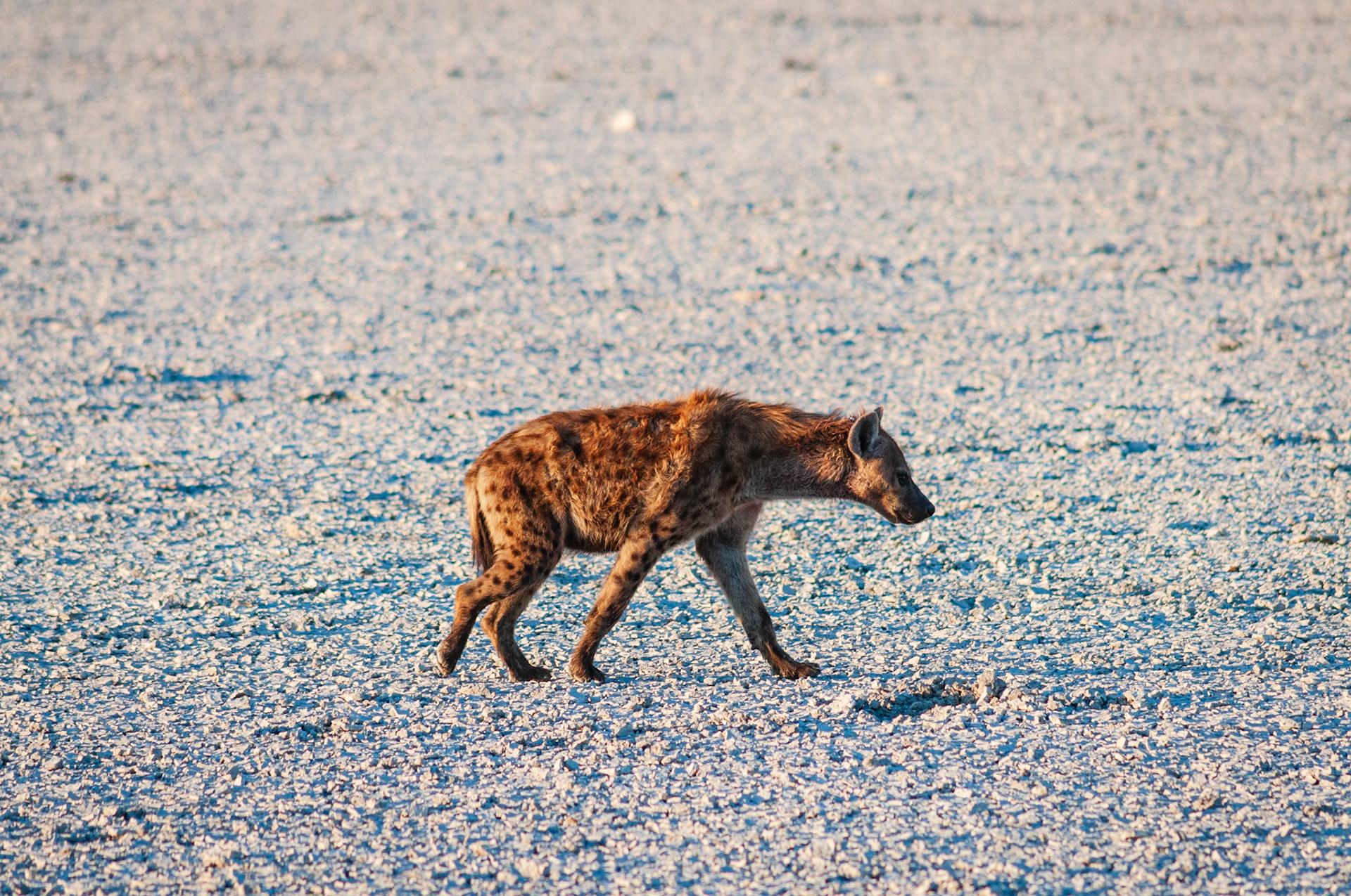 Etosha National Park