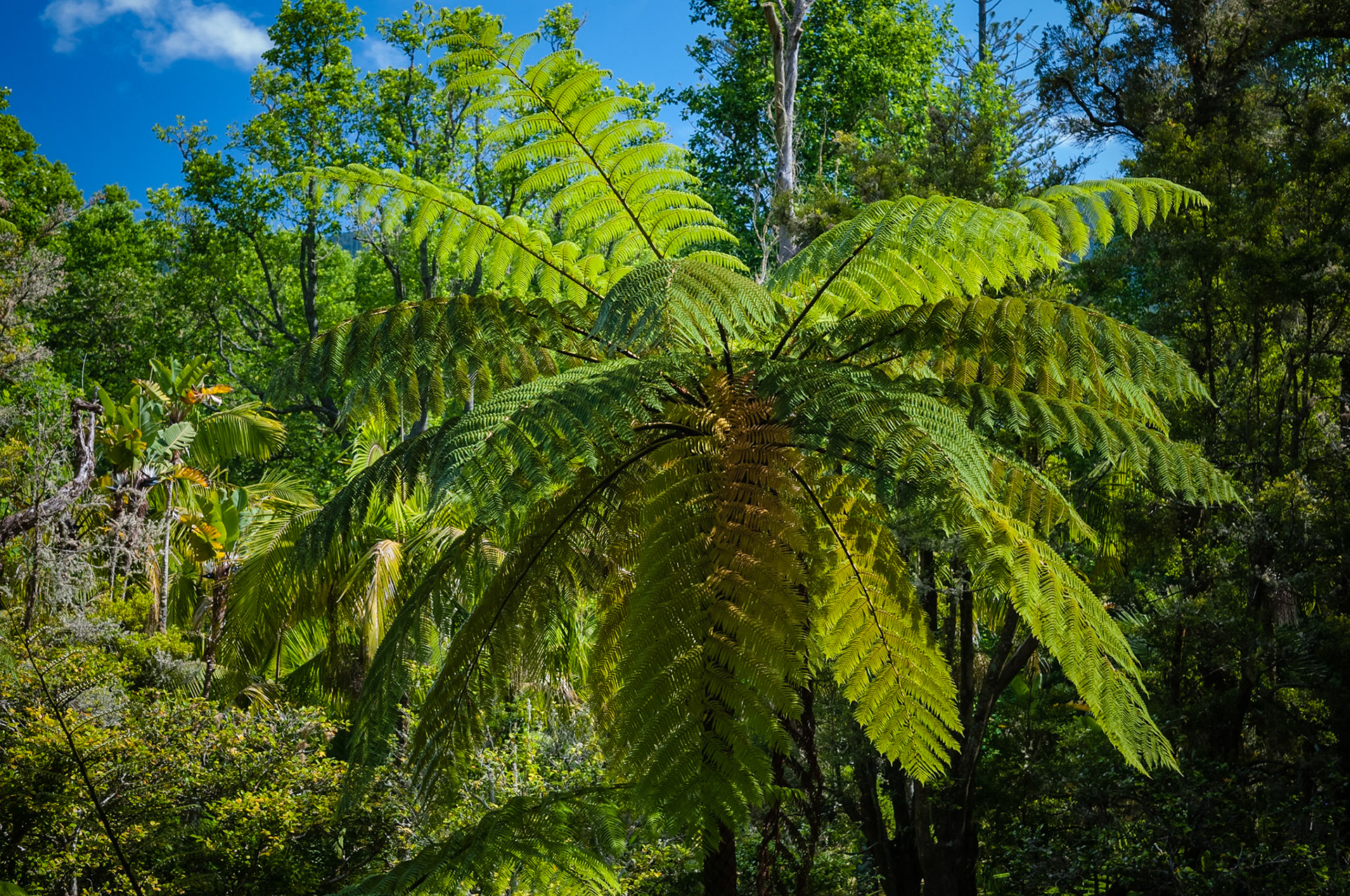 Parc Terra Nostra, Furnas, São Miguel