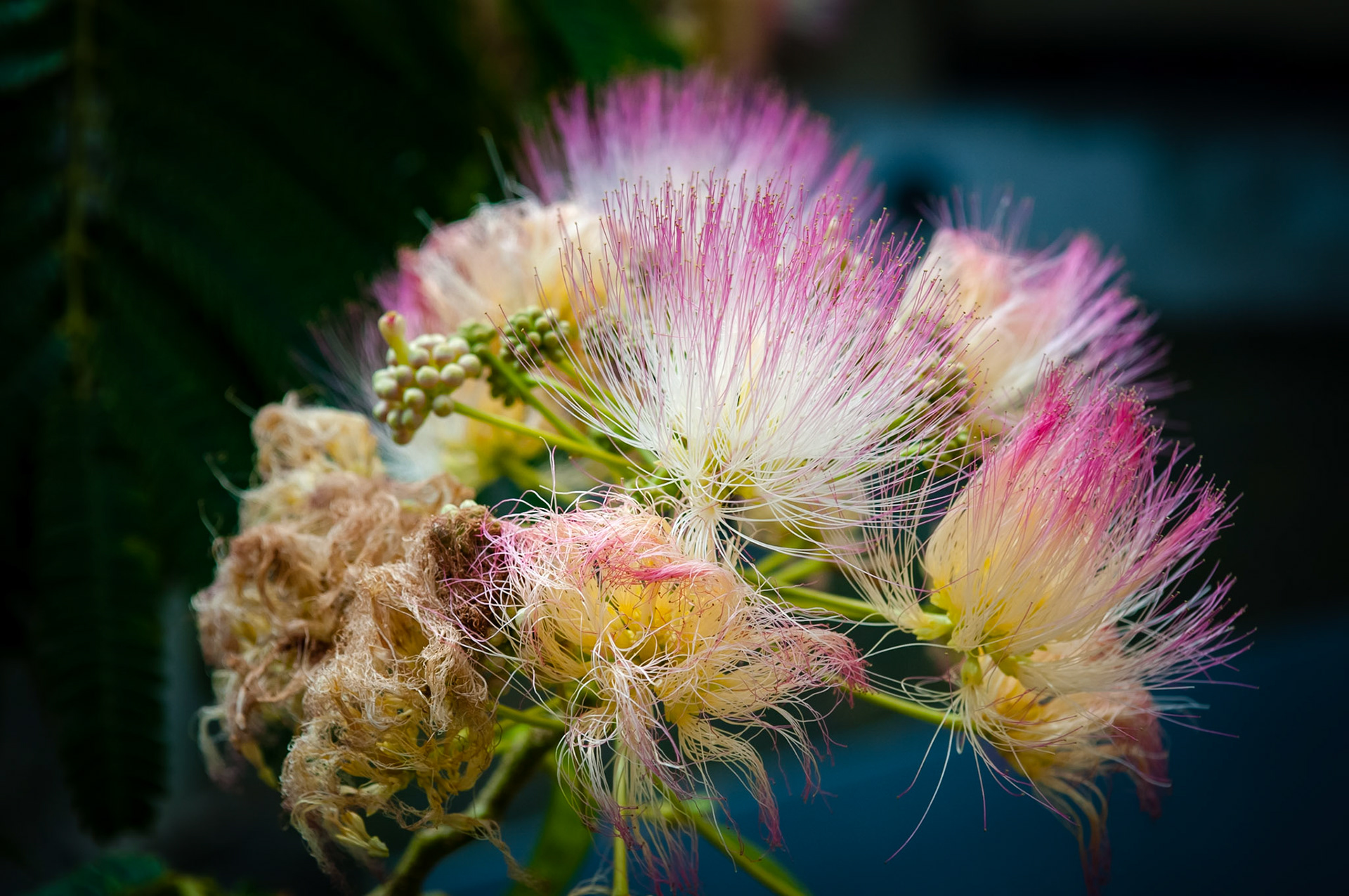 Convento de São Francisco, Angra do Heroismo, Terceira