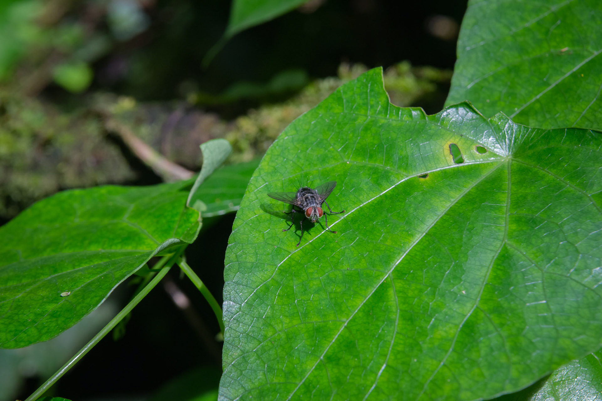 Parque National Volcan Arenal