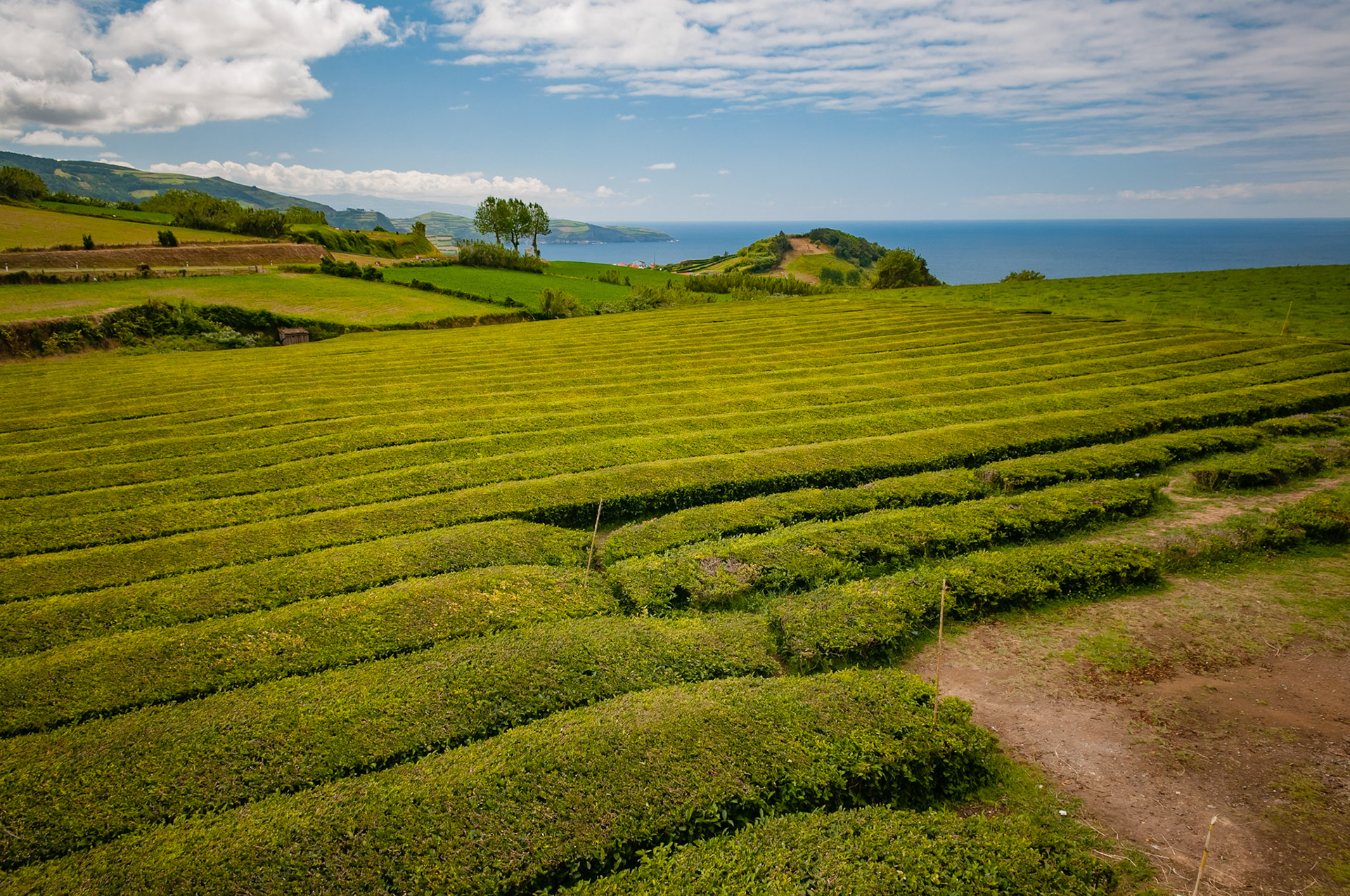 Fabrica de Cha Gorreana, Porto Formoso, São Miguel
