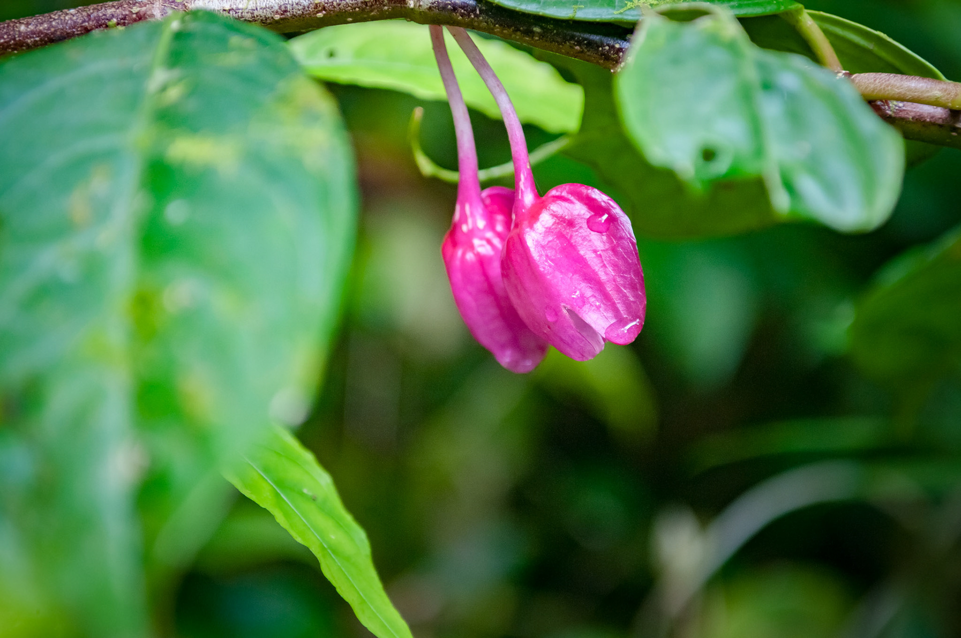 Reserva Biologica Bosque Nuboso Monteverde