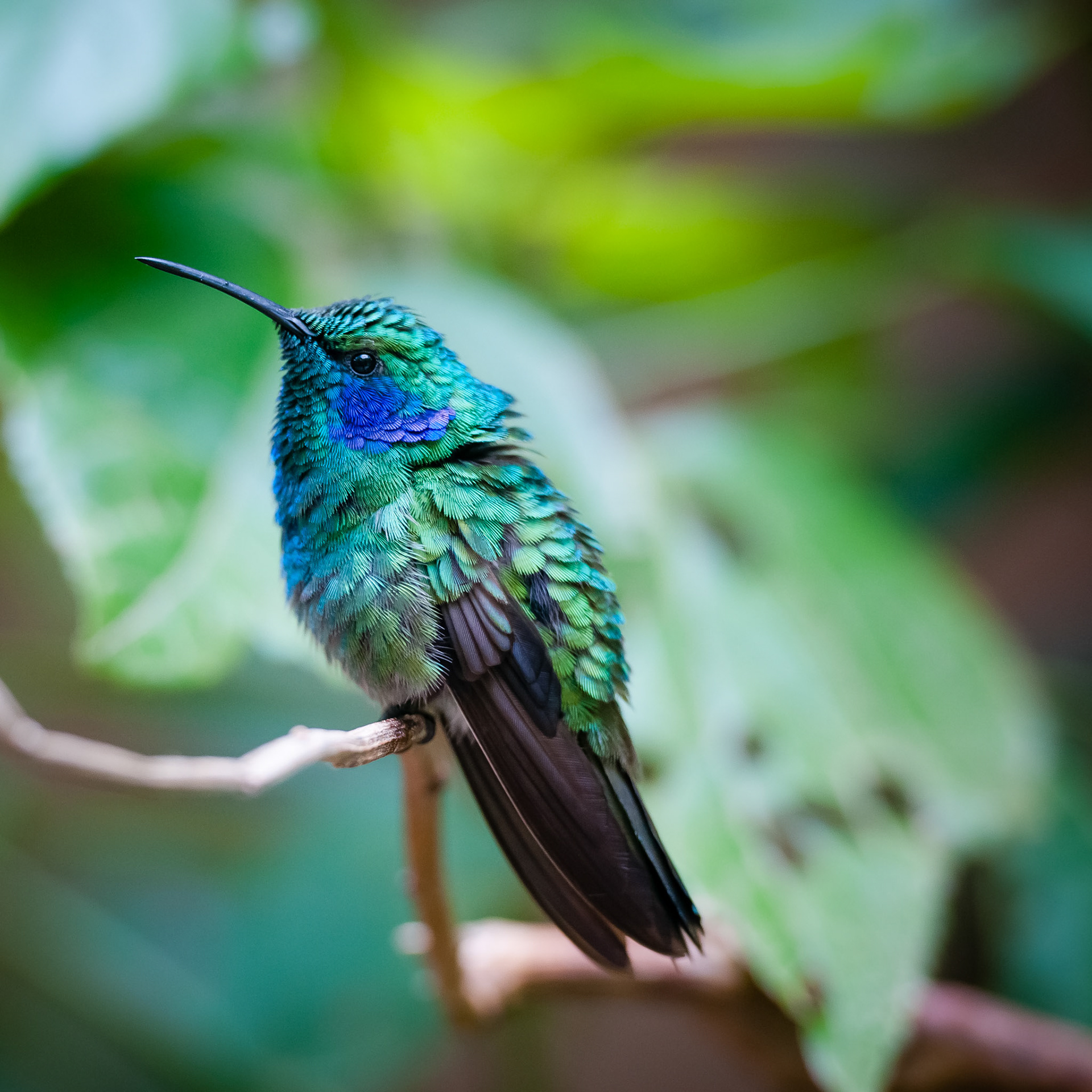 Reserva Biologica Bosque Nuboso Monteverde