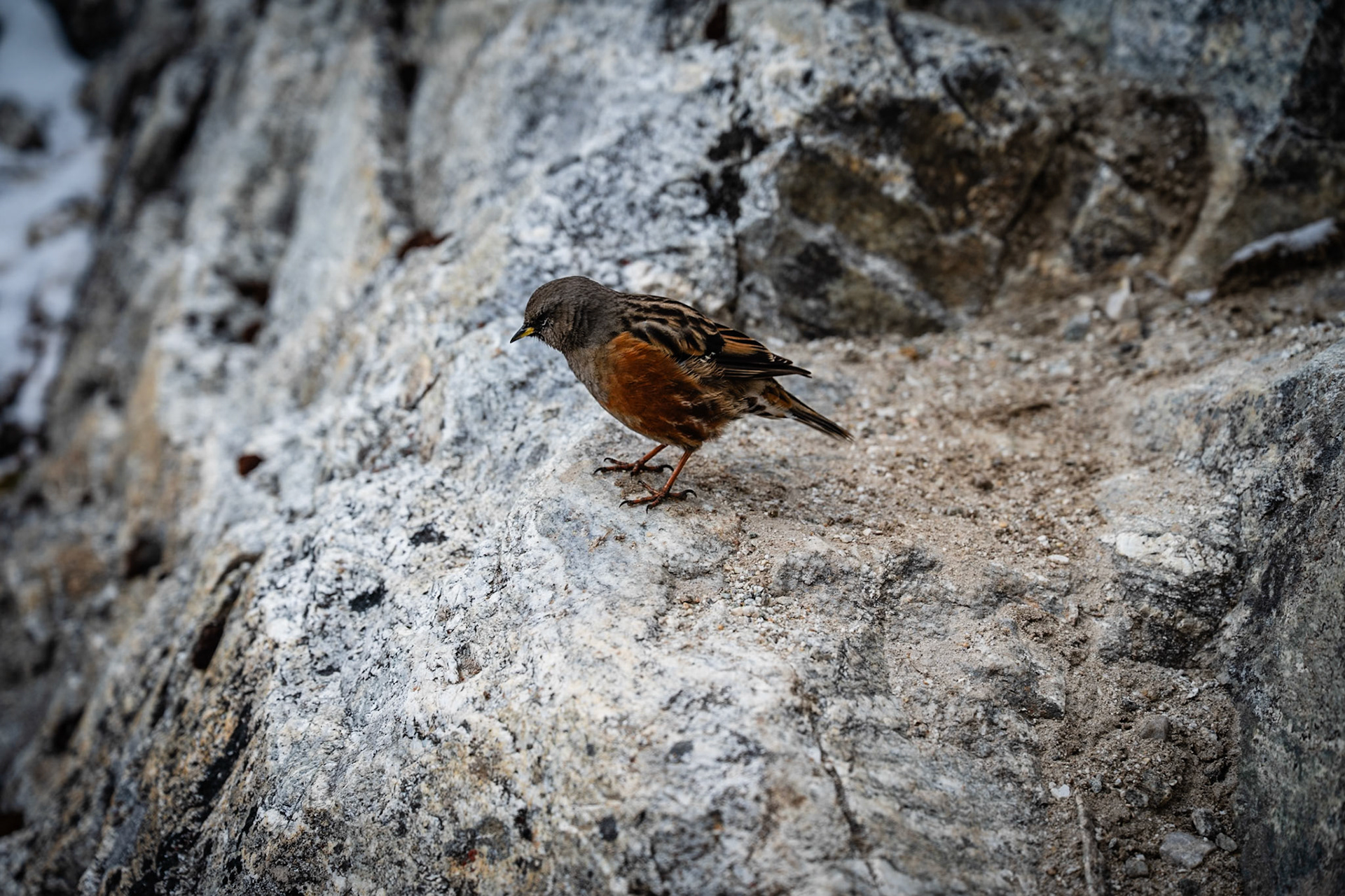 Day 8 - Gokyo (4'790 m) to Lumden (4'370 m) crossing over Renjo la pass (5'340 m)