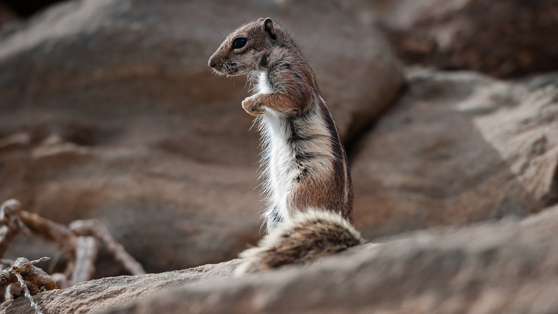 Cuevas de Ajuy, Fuerteventura