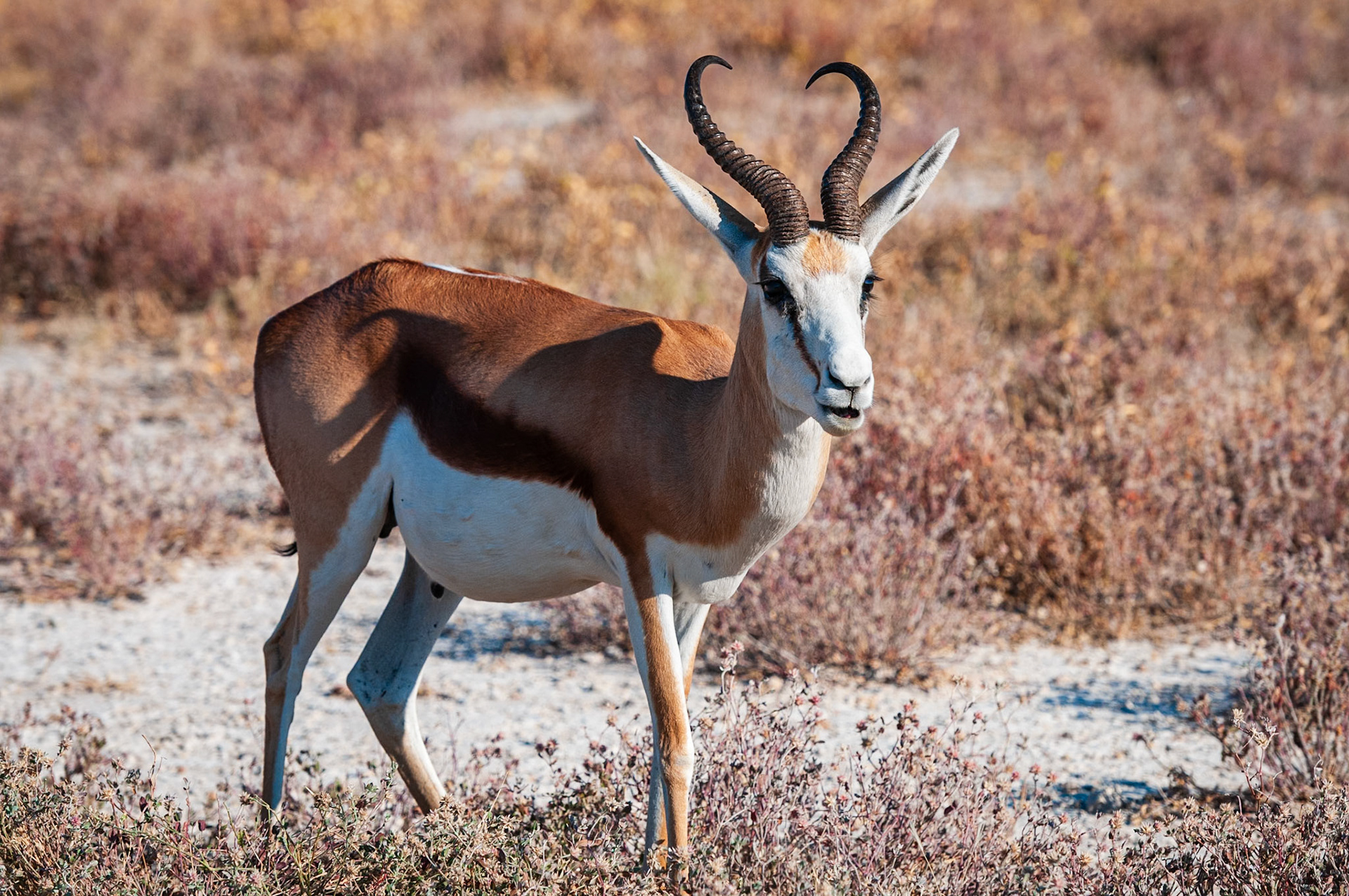 Etosha National Park