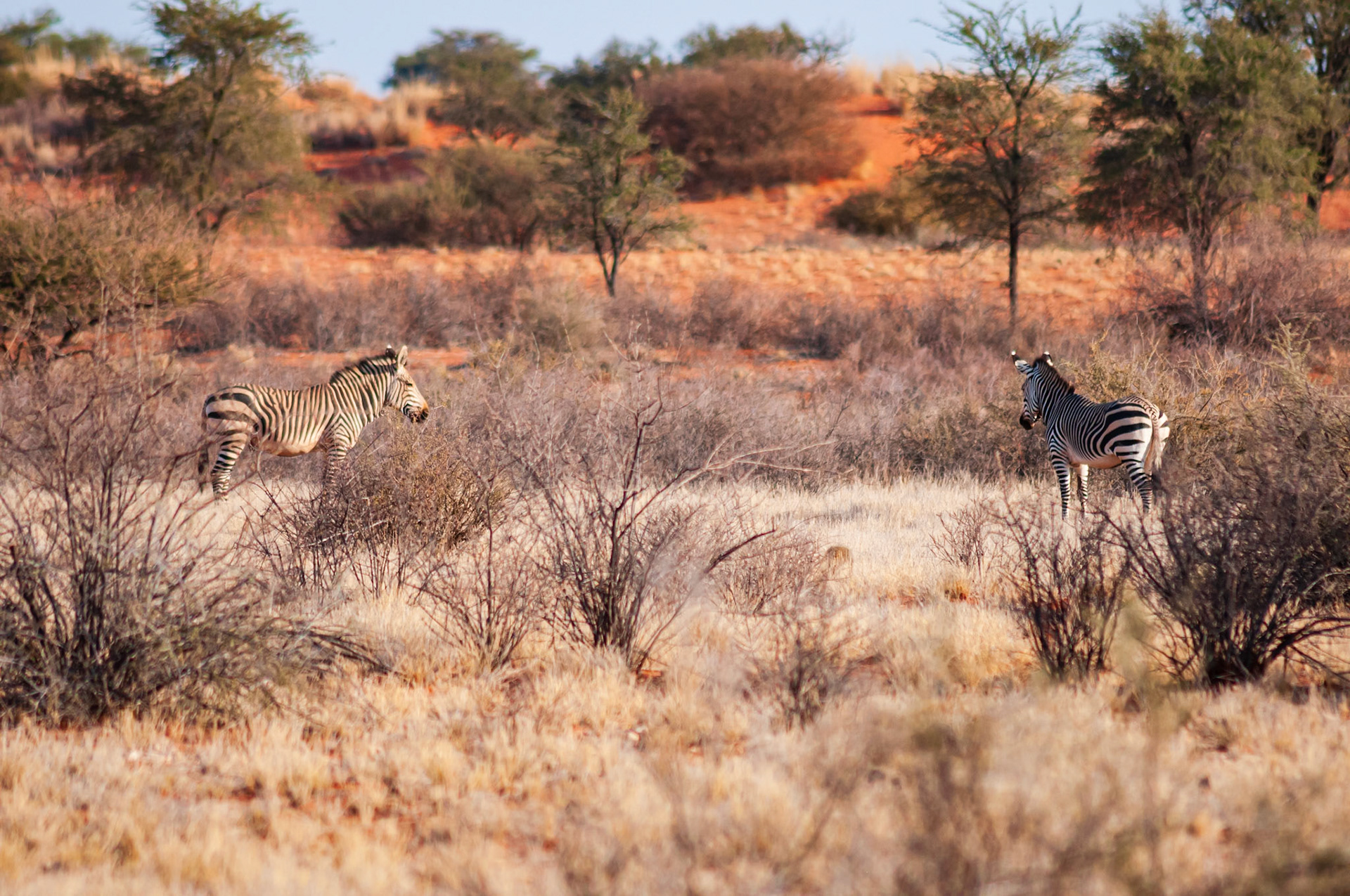 Bagatelle Kalahari Game Ranch, Mariental