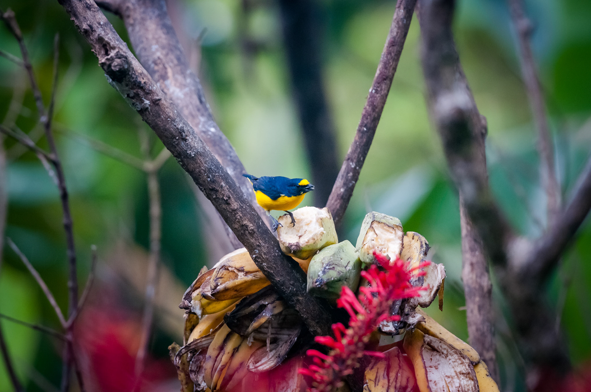 Yellow-throated Euphonia (male), Casitas Tenorio B&B and Farm, Bijagua