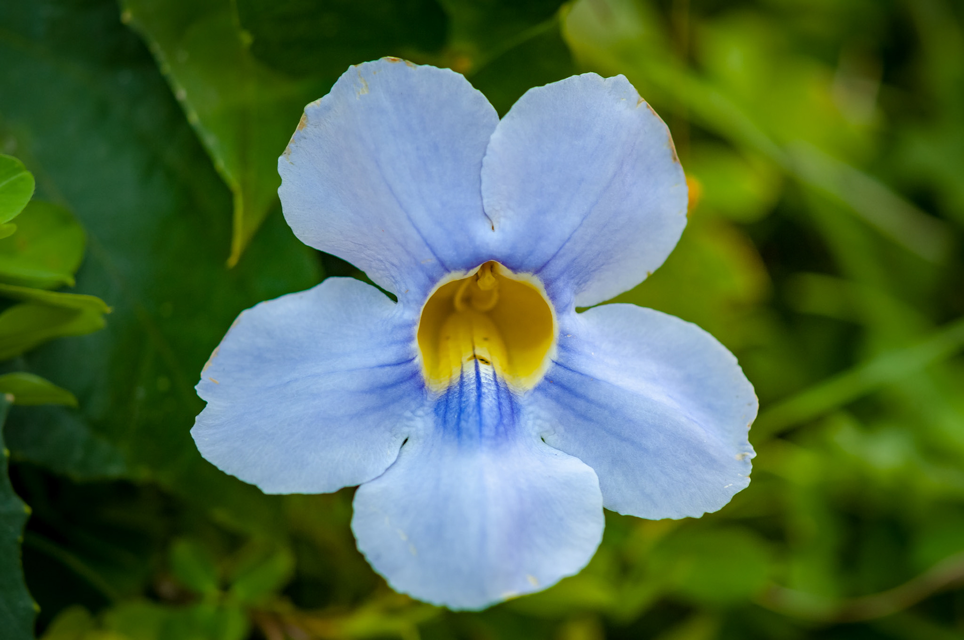 La Cacatua Lodge , Uvita
