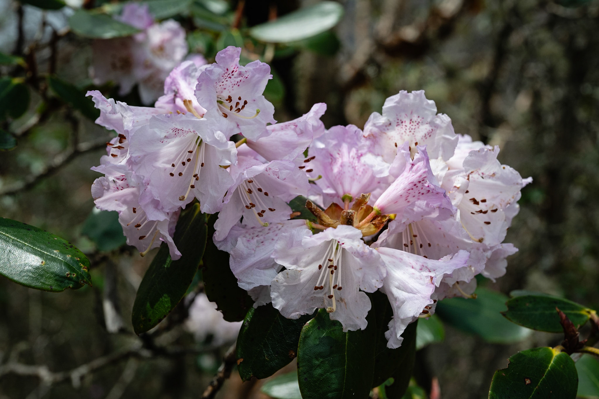 Day 4 - Namche Bazaar (3'446 m) to Dole (4'200 m)