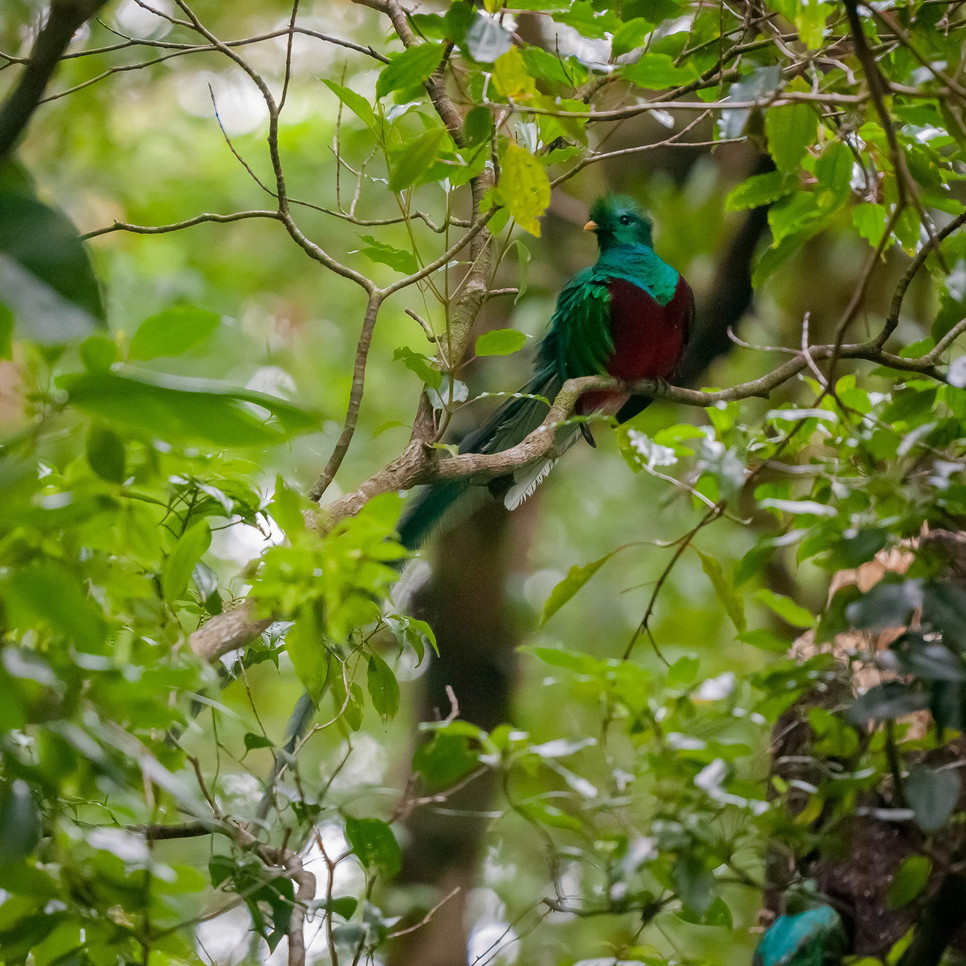 Reserva Biologica Bosque Nuboso Monteverde