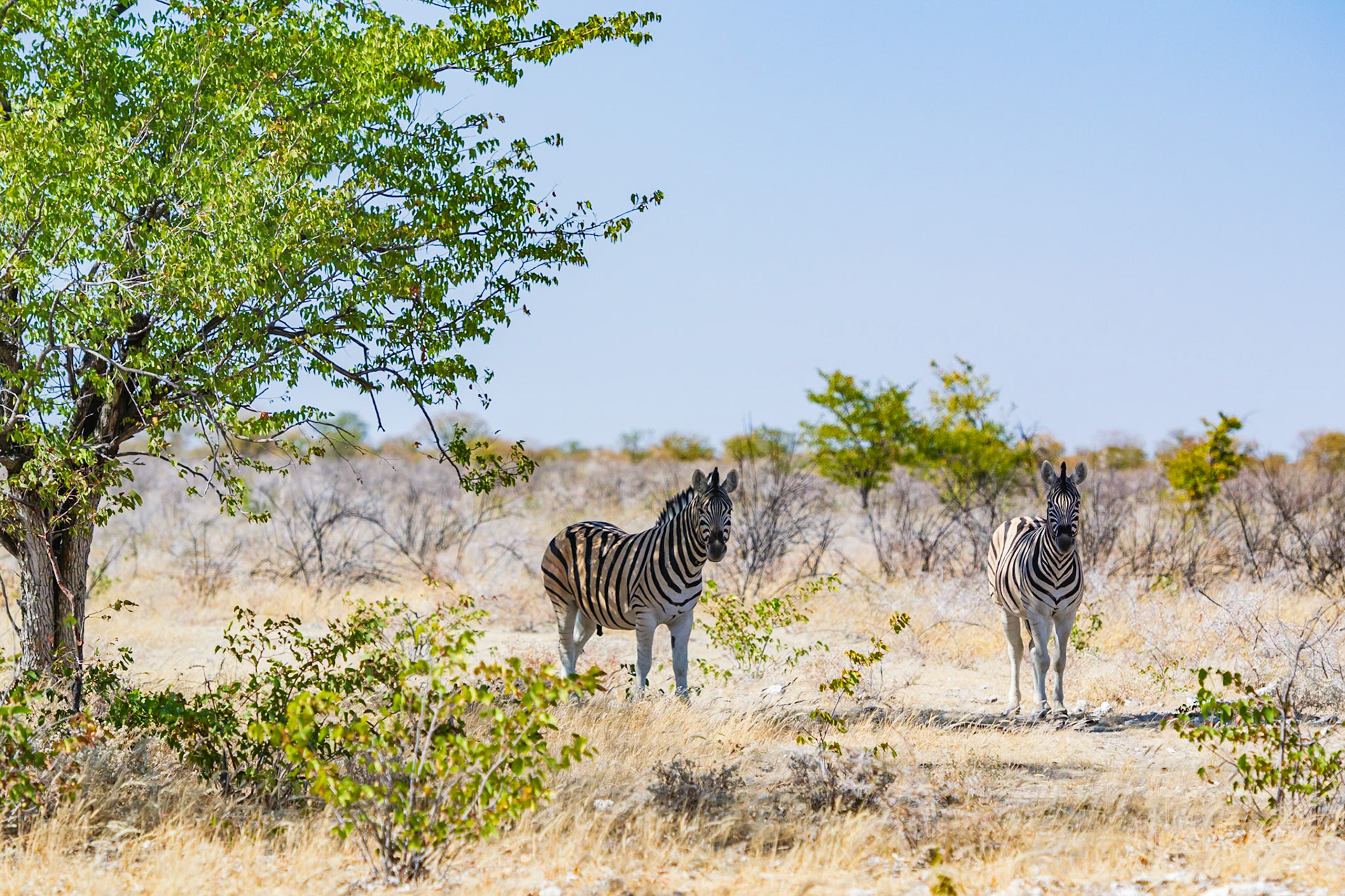 Etosha National Park