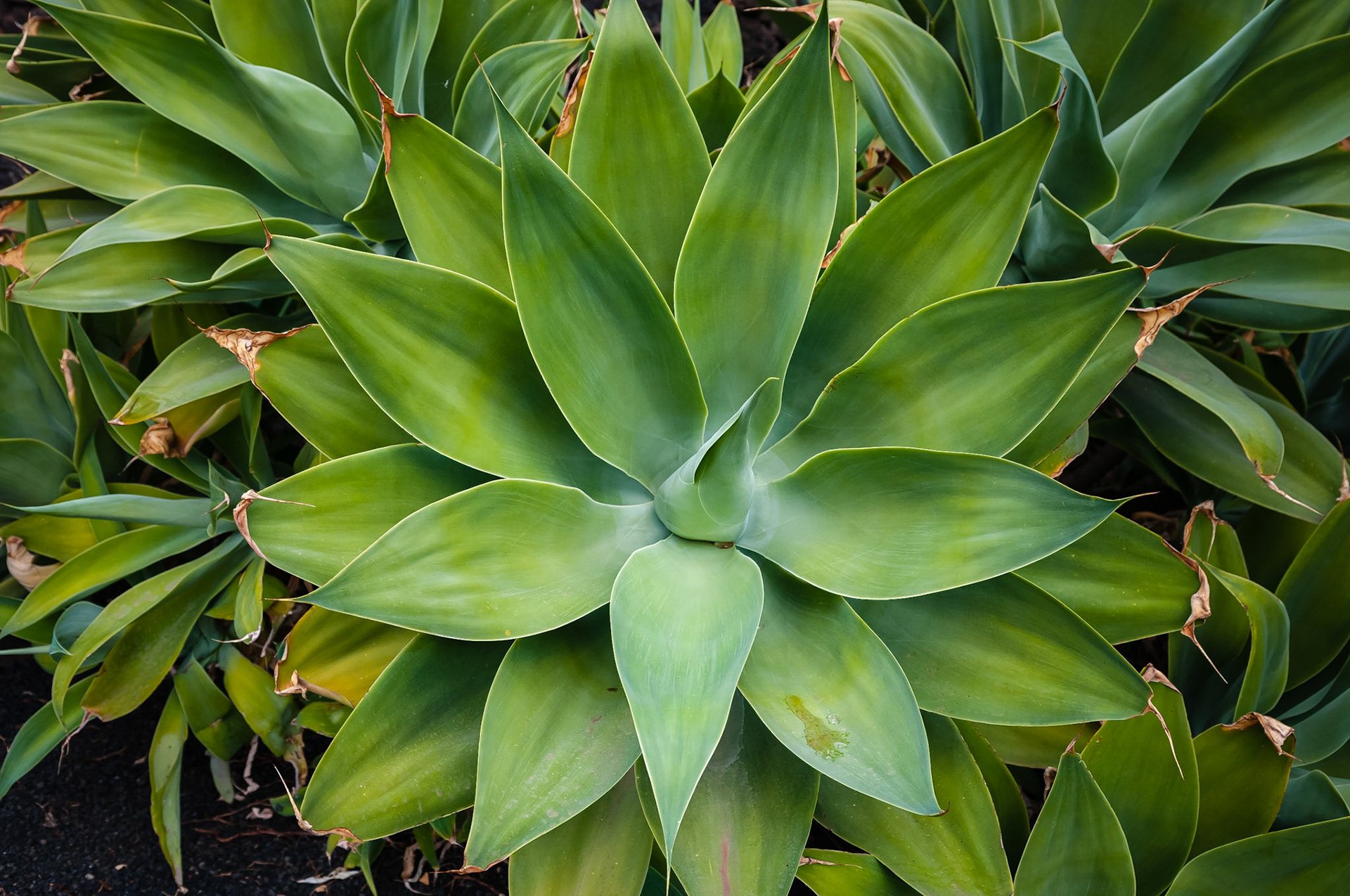 Jardin de Cactus, Lanzarote