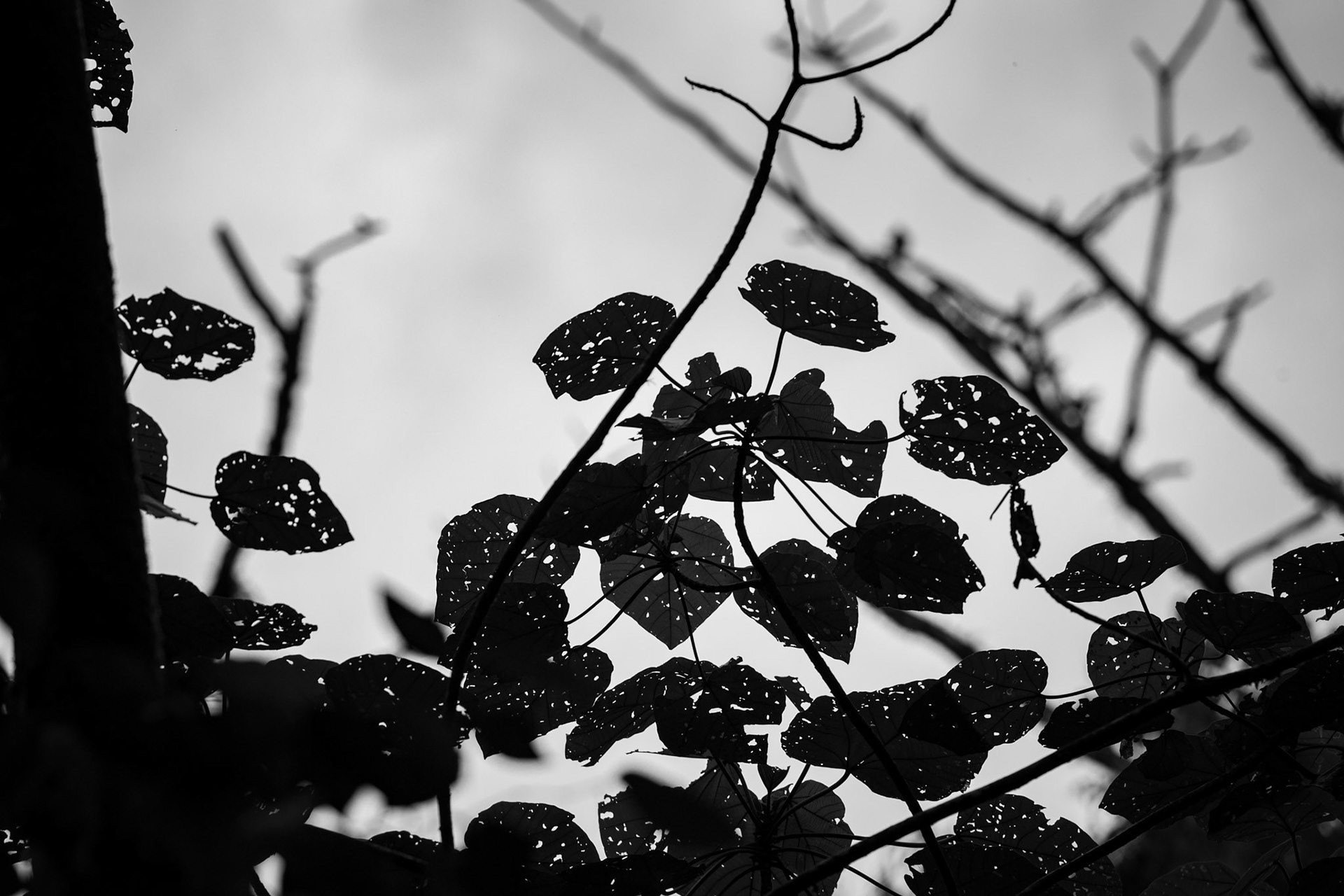 Butterfly Conservatory, El Castillo