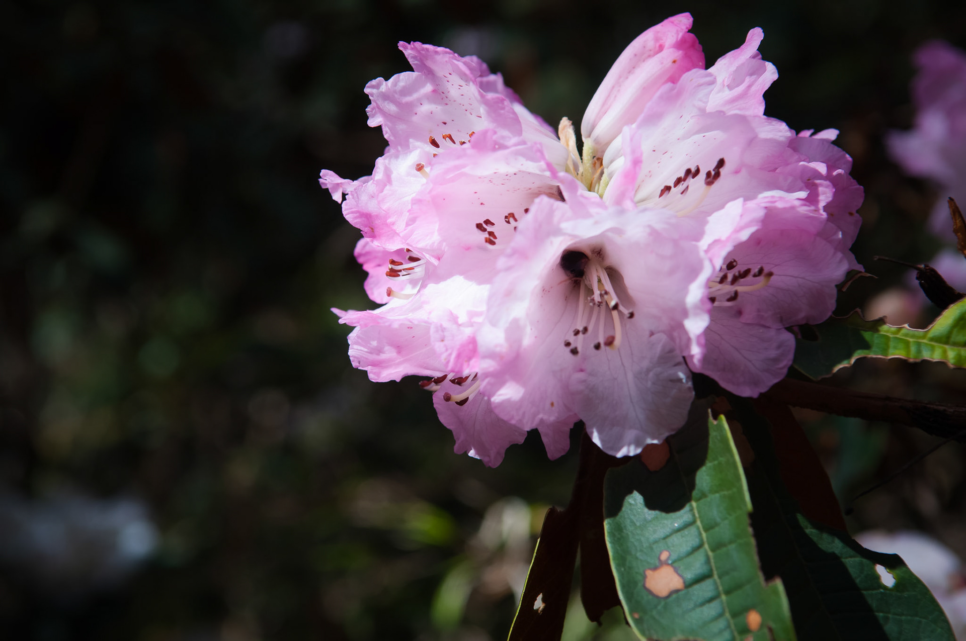 Entre Lama Hotel (2410m) et Langtang (3430m)