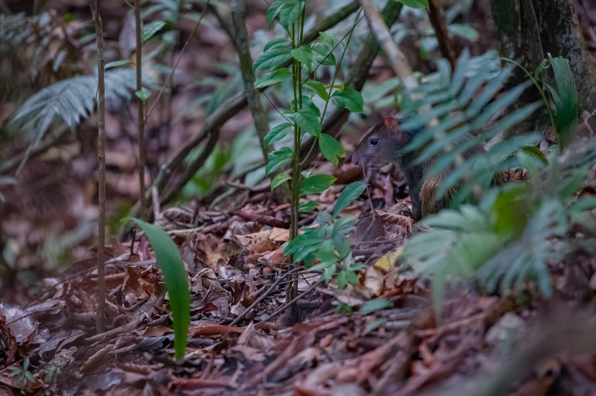 Parque Nacional Manuel Antonio