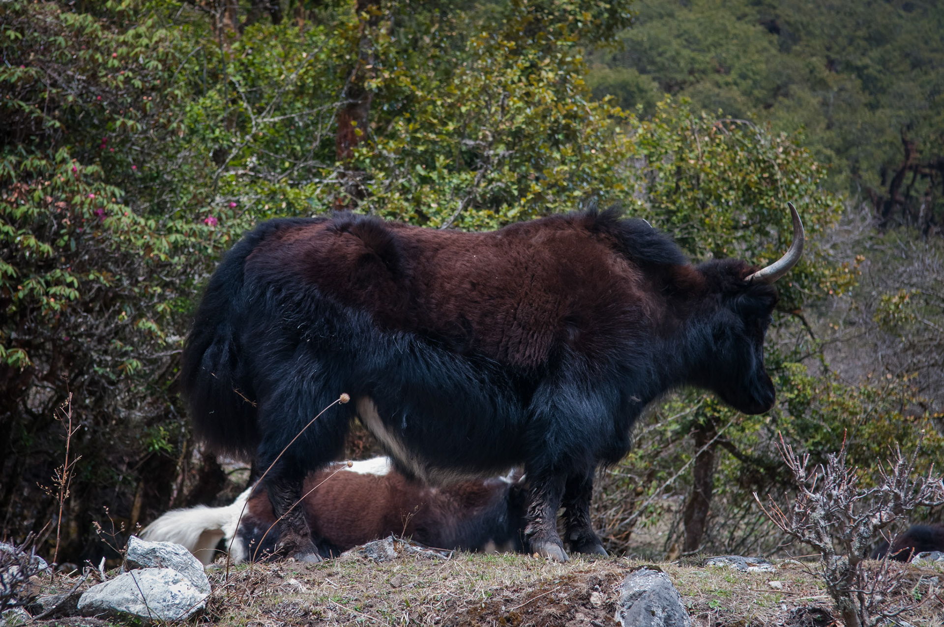 Entre Lama Hotel (2410m) et Langtang (3430m)