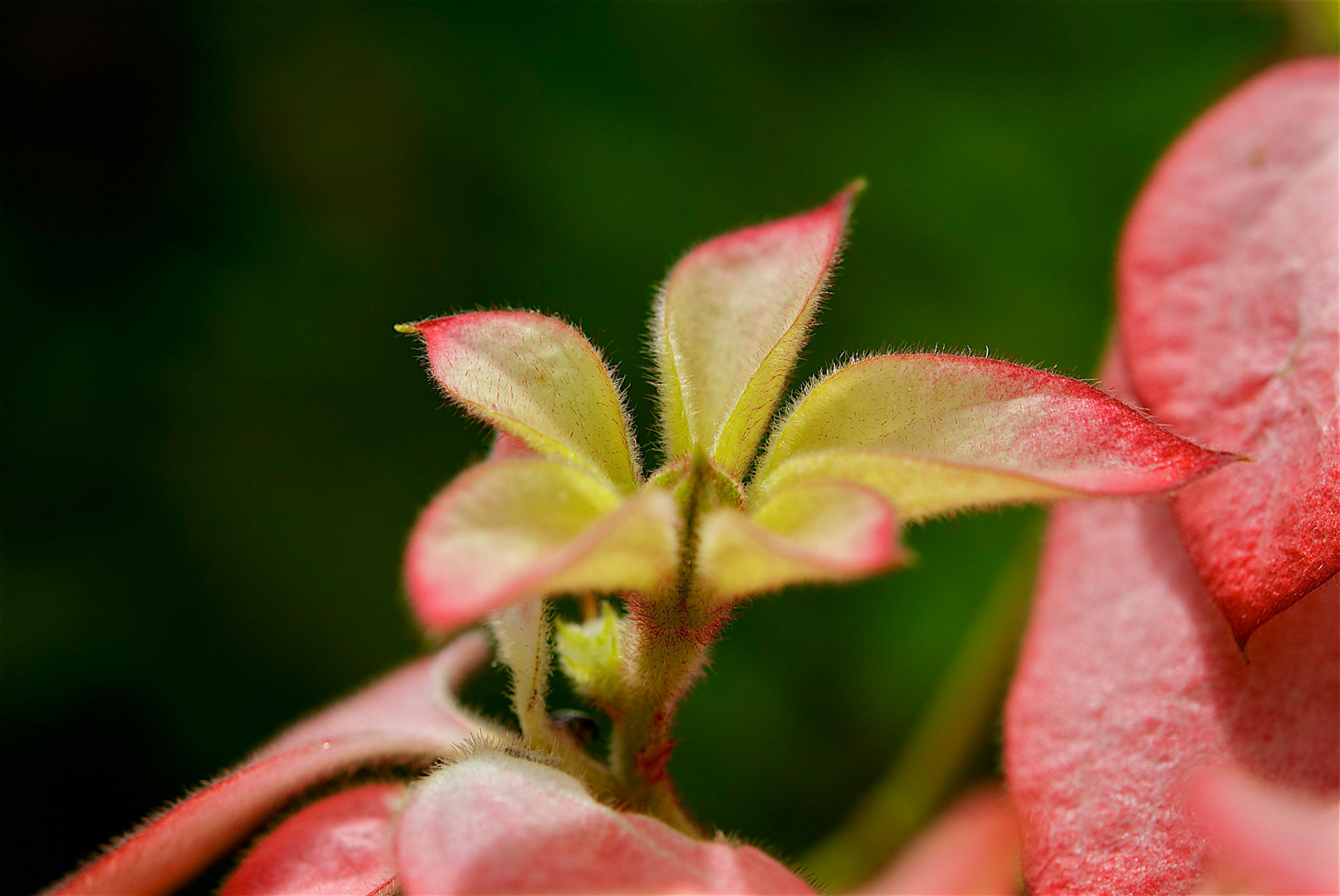 Jardim Botânico, Rio de Janeiro