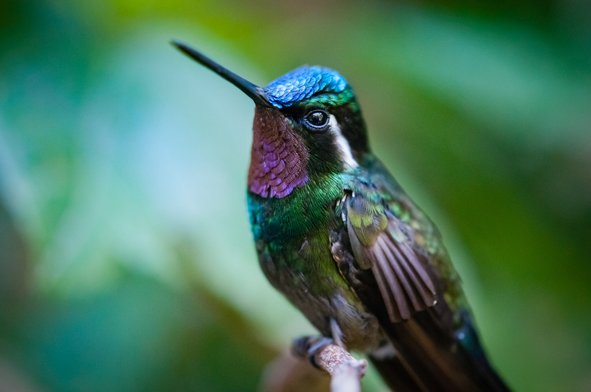 Reserva Biologica Bosque Nuboso Monteverde