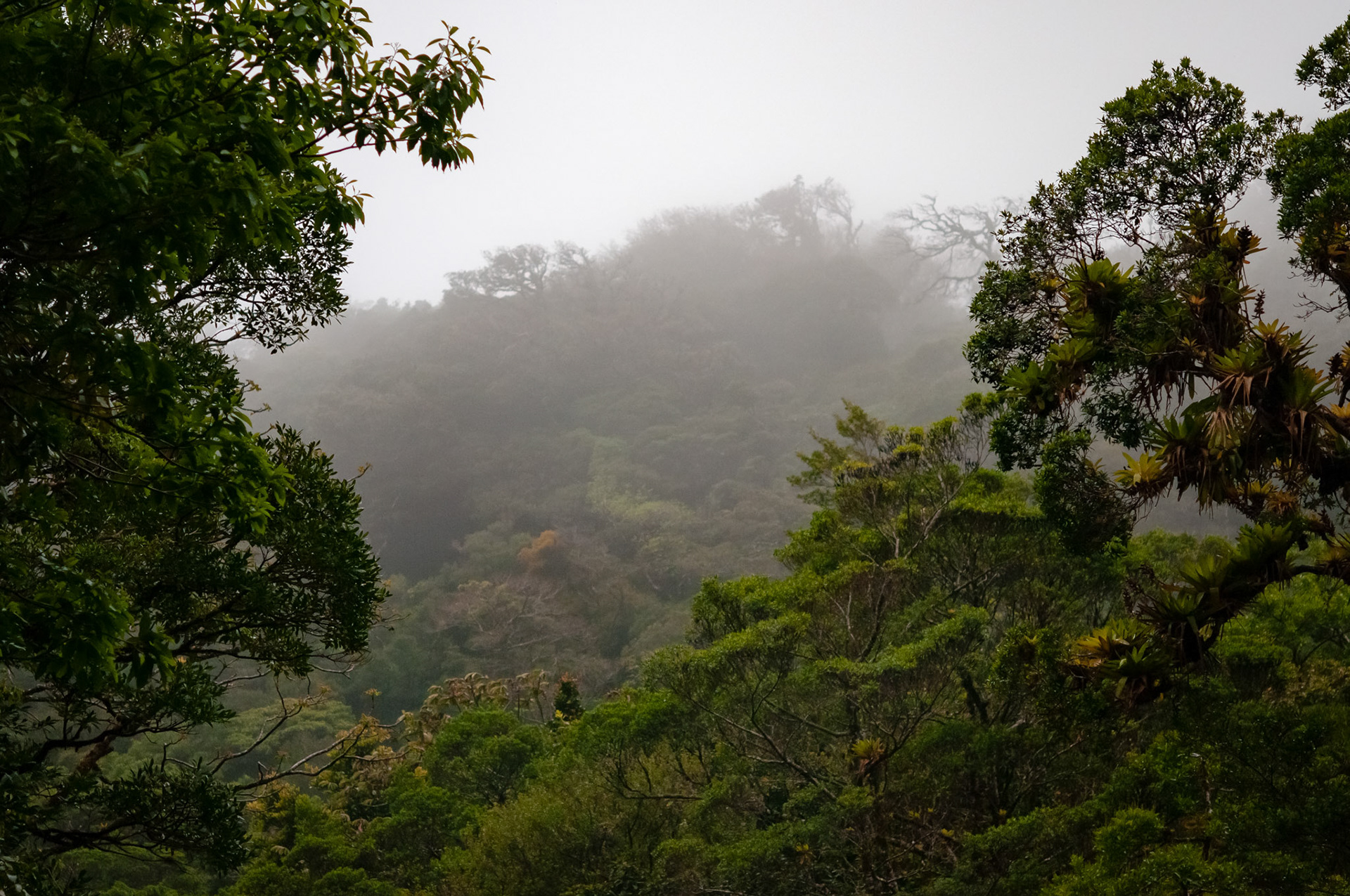 Reserva Biologica Bosque Nuboso Monteverde