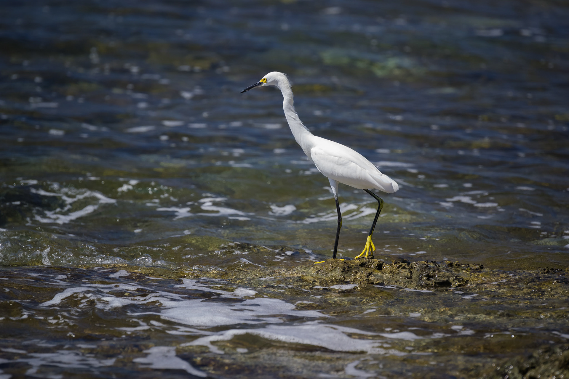 Hotel El Pequeño Gecko Verde