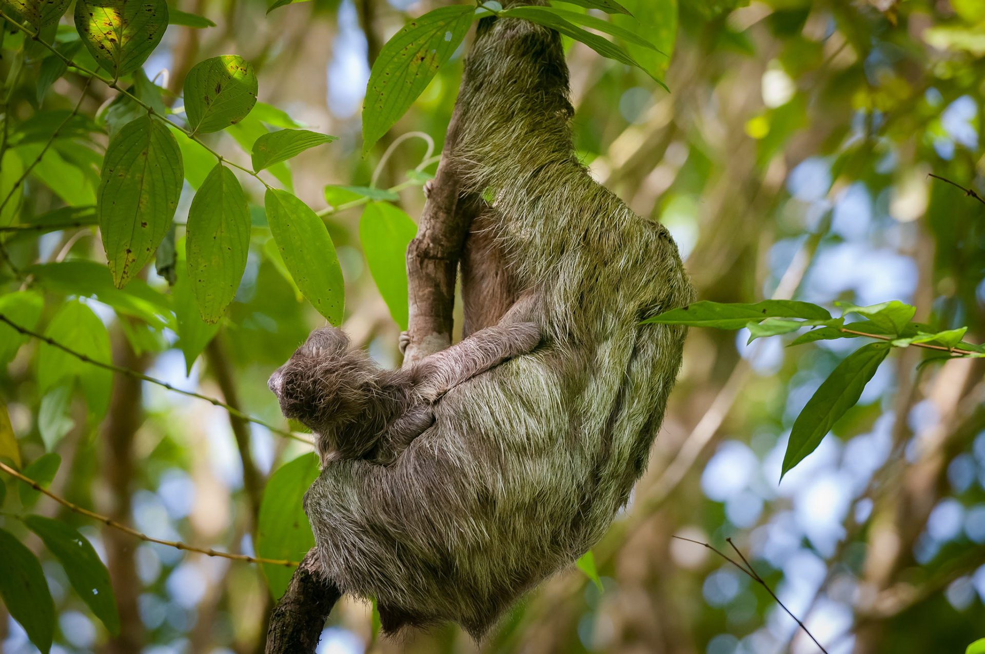 Brown-throated three-toed Sloth, Finca Verde Lodge, Bijagua