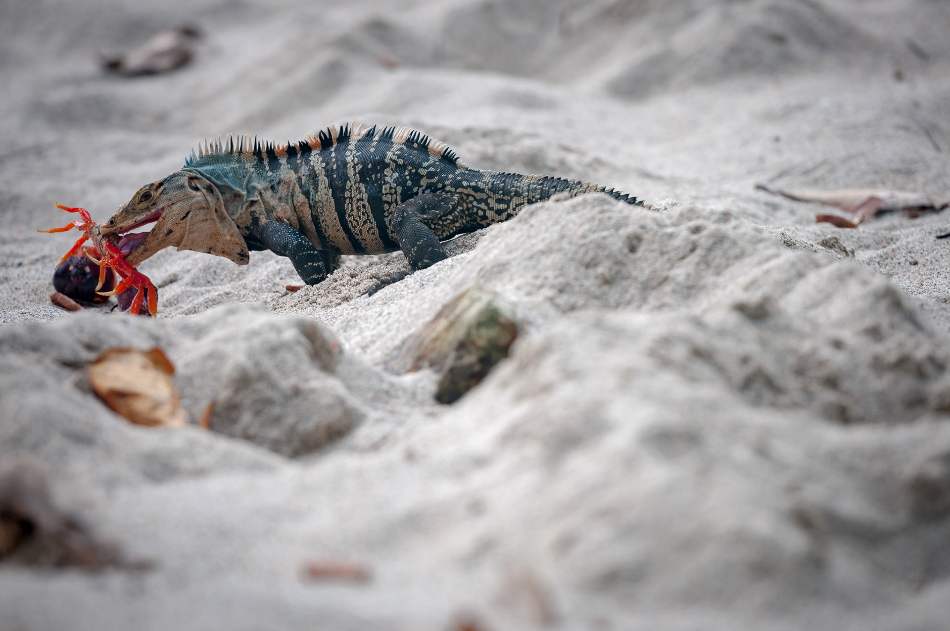 Parque Nacional Manuel Antonio
