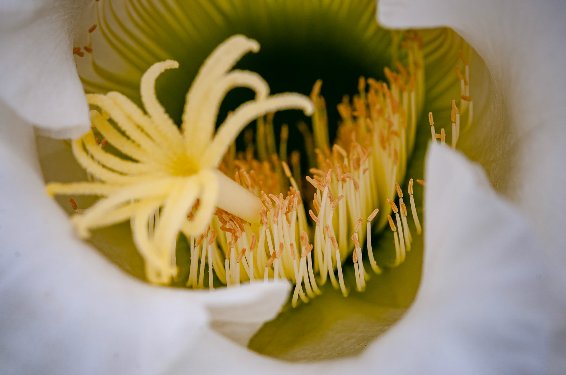 Jardin de Cactus, Lanzarote