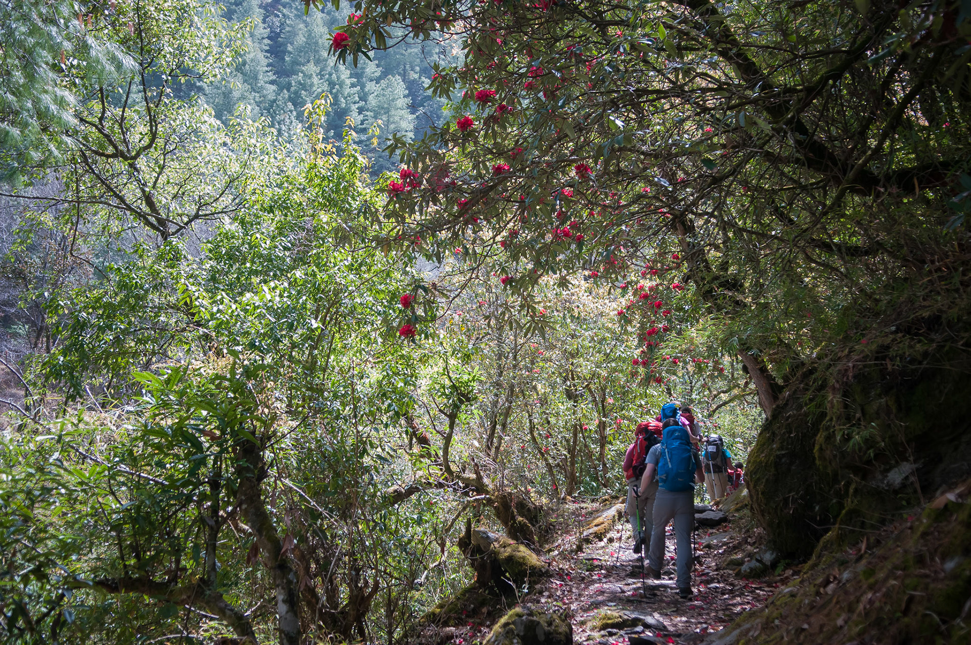 Entre Dhunche (1960m) et Thulo Syabru (2210m)
